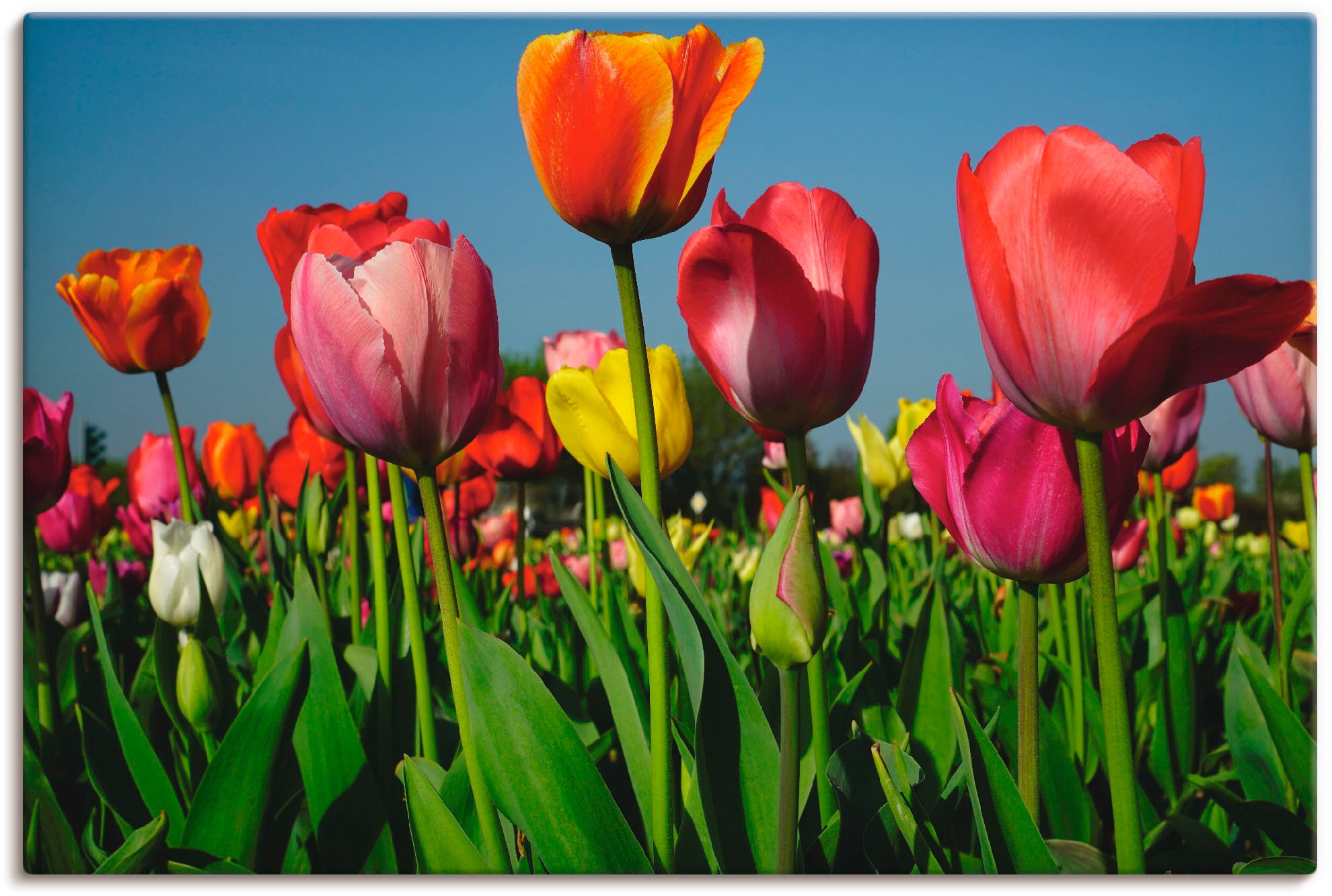 Artland Leinwandbild "Buntes Tulpenfeld", Blumen, (1 St.), auf Keilrahmen g günstig online kaufen