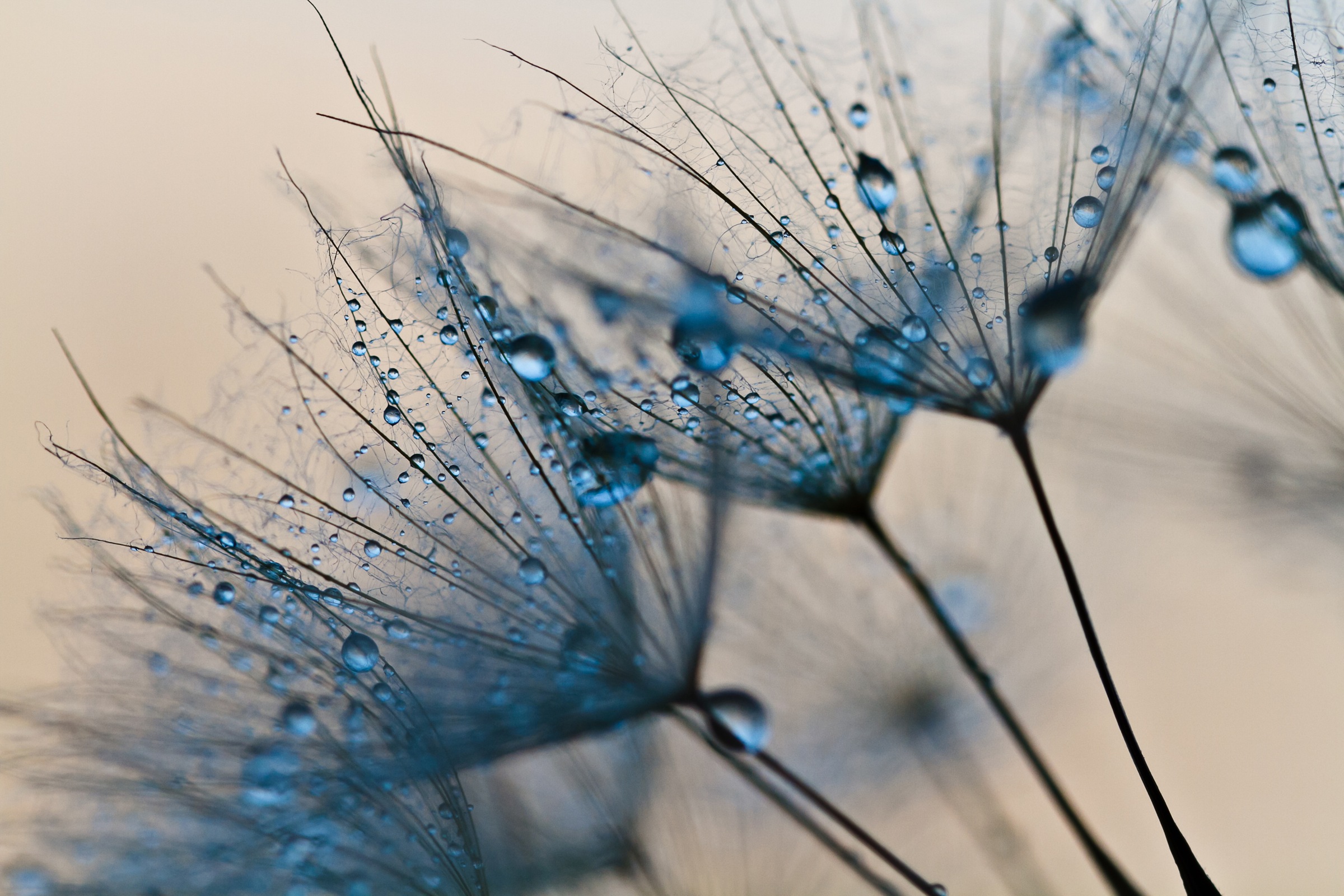 Papermoon Fototapete "Abstract Dandelions" glatt