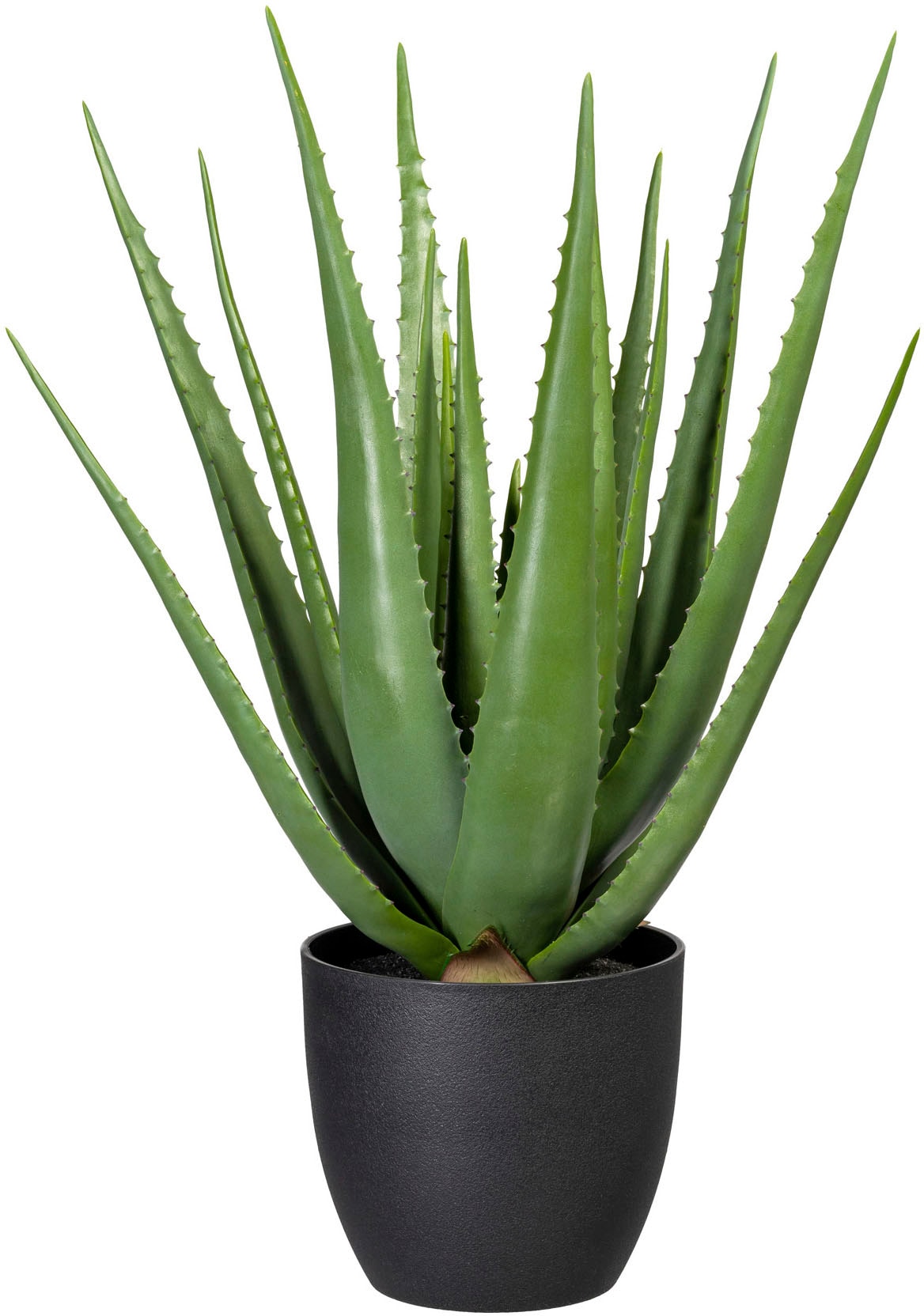 BAUR Creativ Zimmerpflanze bestellen | green Künstliche »Aloe«