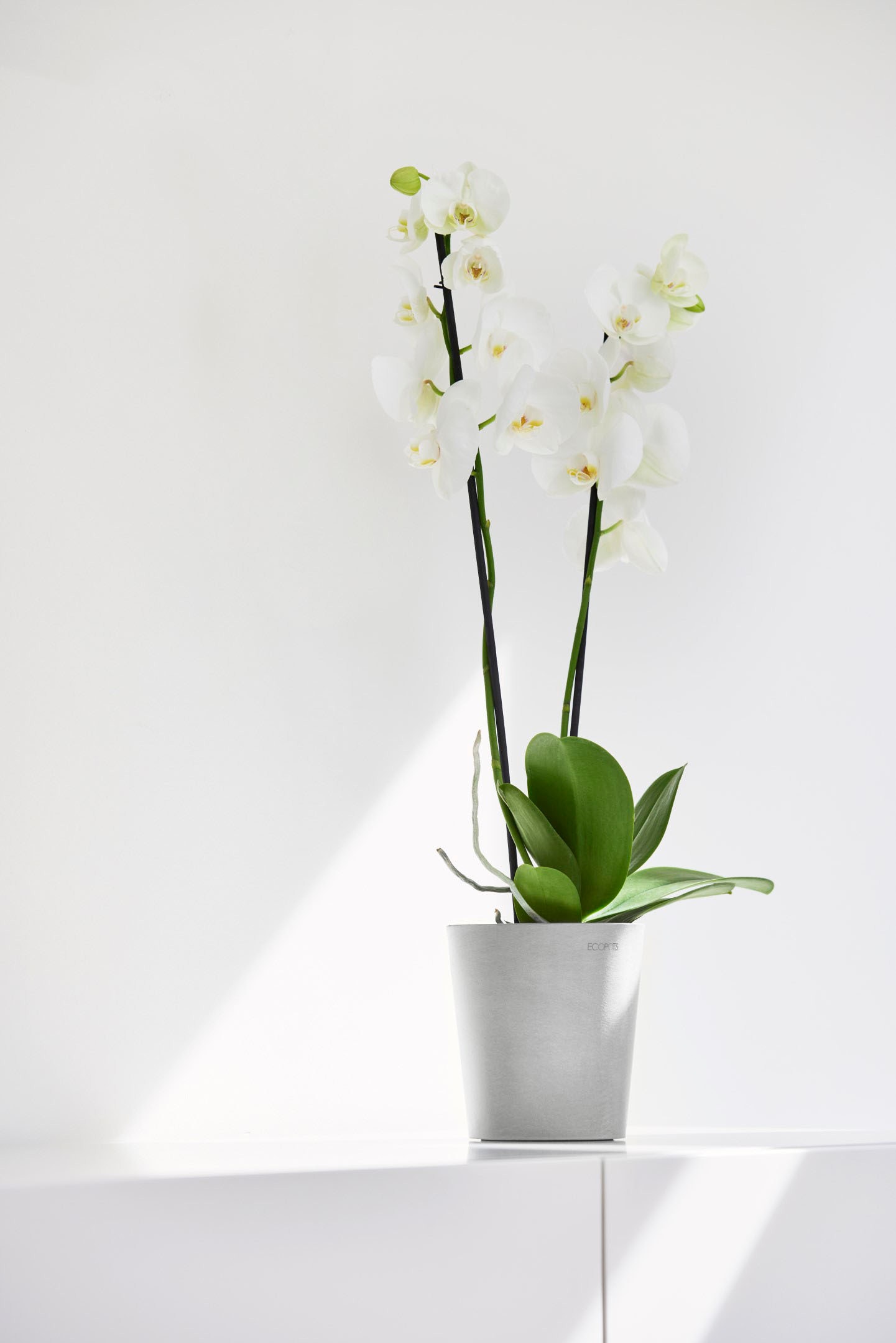 ECOPOTS Blumentopf »Morinda«, ØxH: 14,2x16 cm