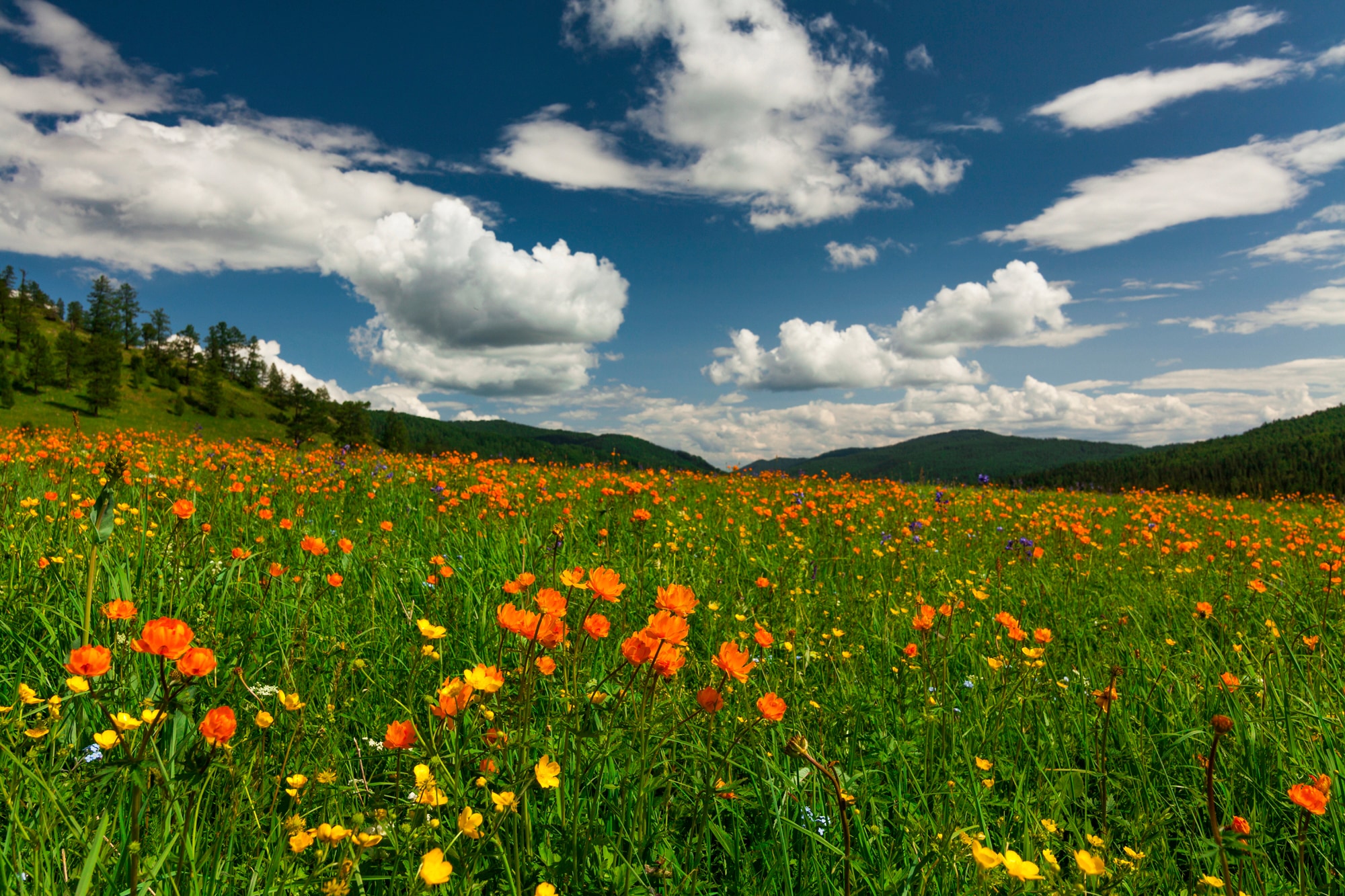 Papermoon Fototapete "BLUMEN-WIESE-TROLLBLUMEN GEBIRGE WALD FELD WOLKEN SONNE"