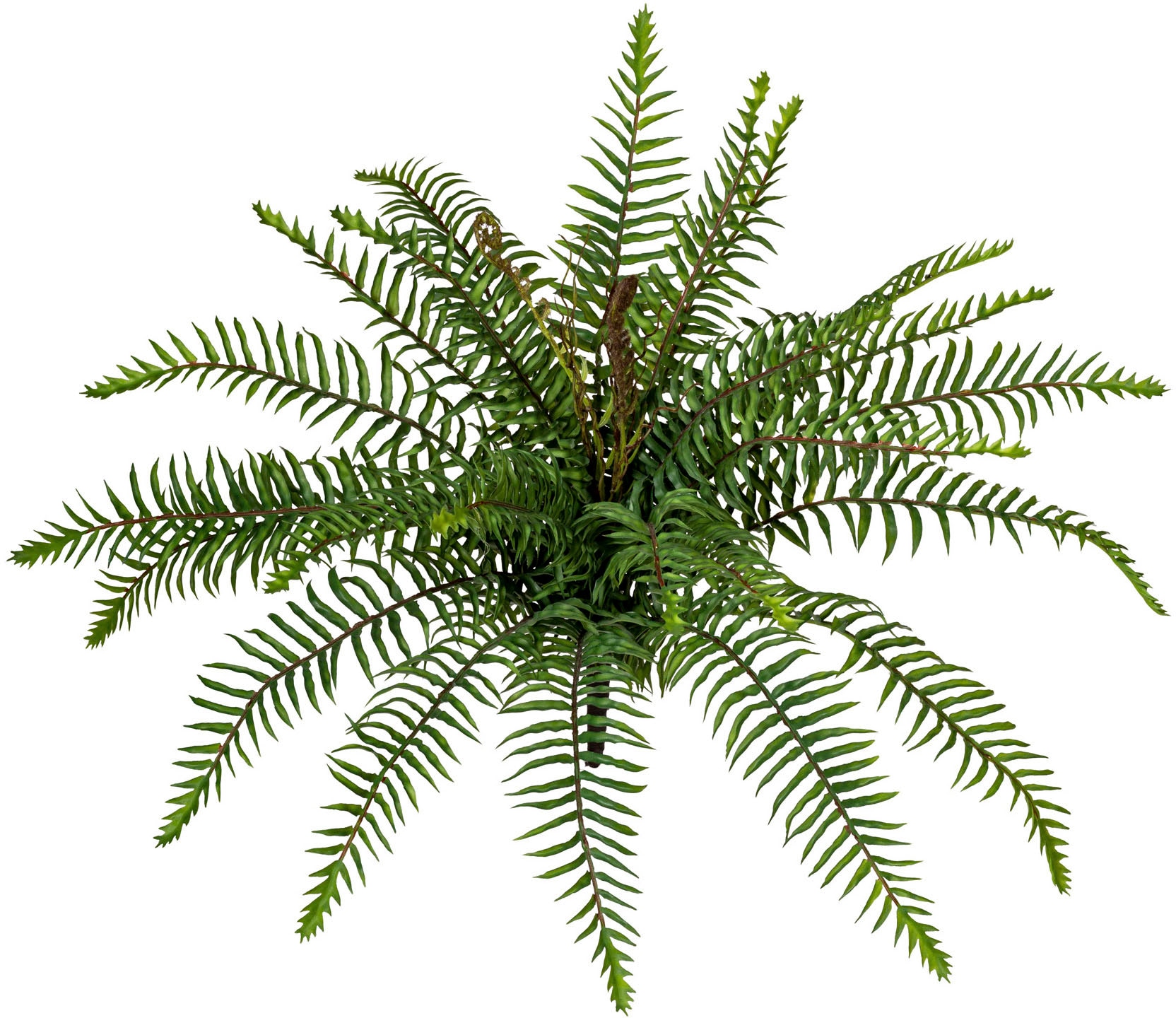 Creativ green Künstliche Zimmerpflanze »Wildfarnbusch«