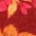 weinrot-orange-pink-rosa-gelb