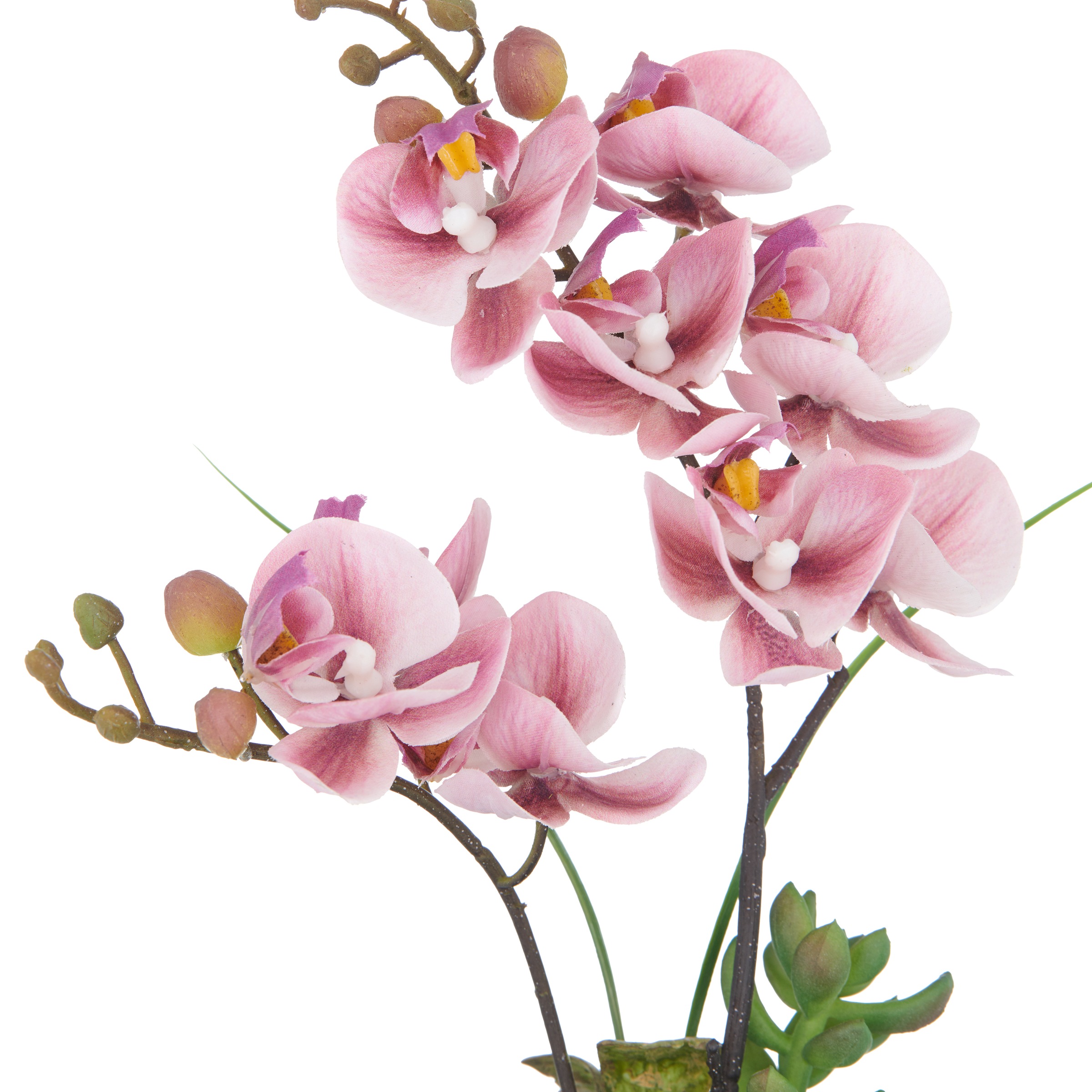 Creativ green Kunstorchidee »Orchidee Phalaenopsis«, mit real-touch-Blüten