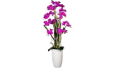 Creativ green Kunstorchidee »Deko-Orchidee Phalaenopsis XXL im Keramiktopf«, (1 St.) kaufen