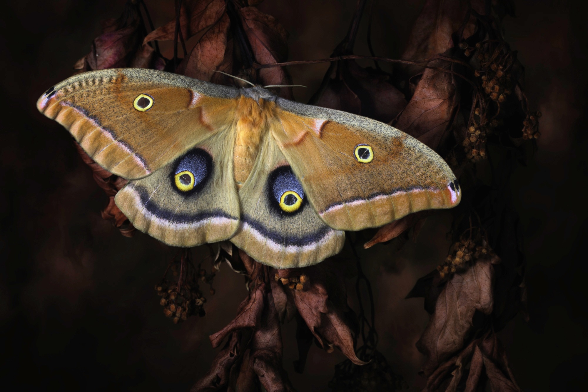 Papermoon Fototapete "Photo-Art JIMMY HOFFMAN, POLYPHEMUS, SCHMETTERLING"