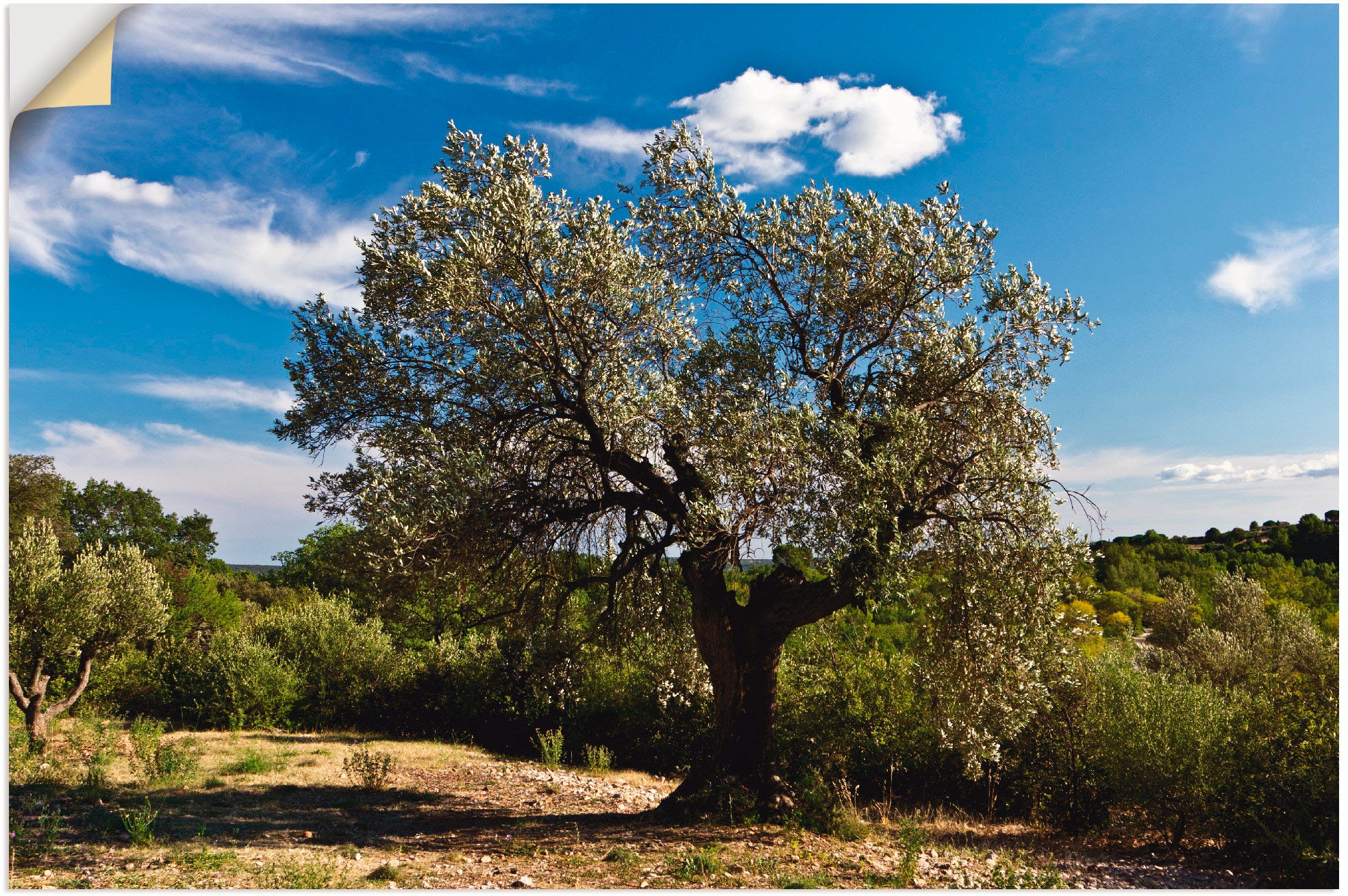 | versch. Bäume, Alubild, Wandaufkleber »Olivenbaum in bestellen Wandbild Poster oder Größen BAUR als Südfrankreich«, St.), Artland Leinwandbild, (1 in