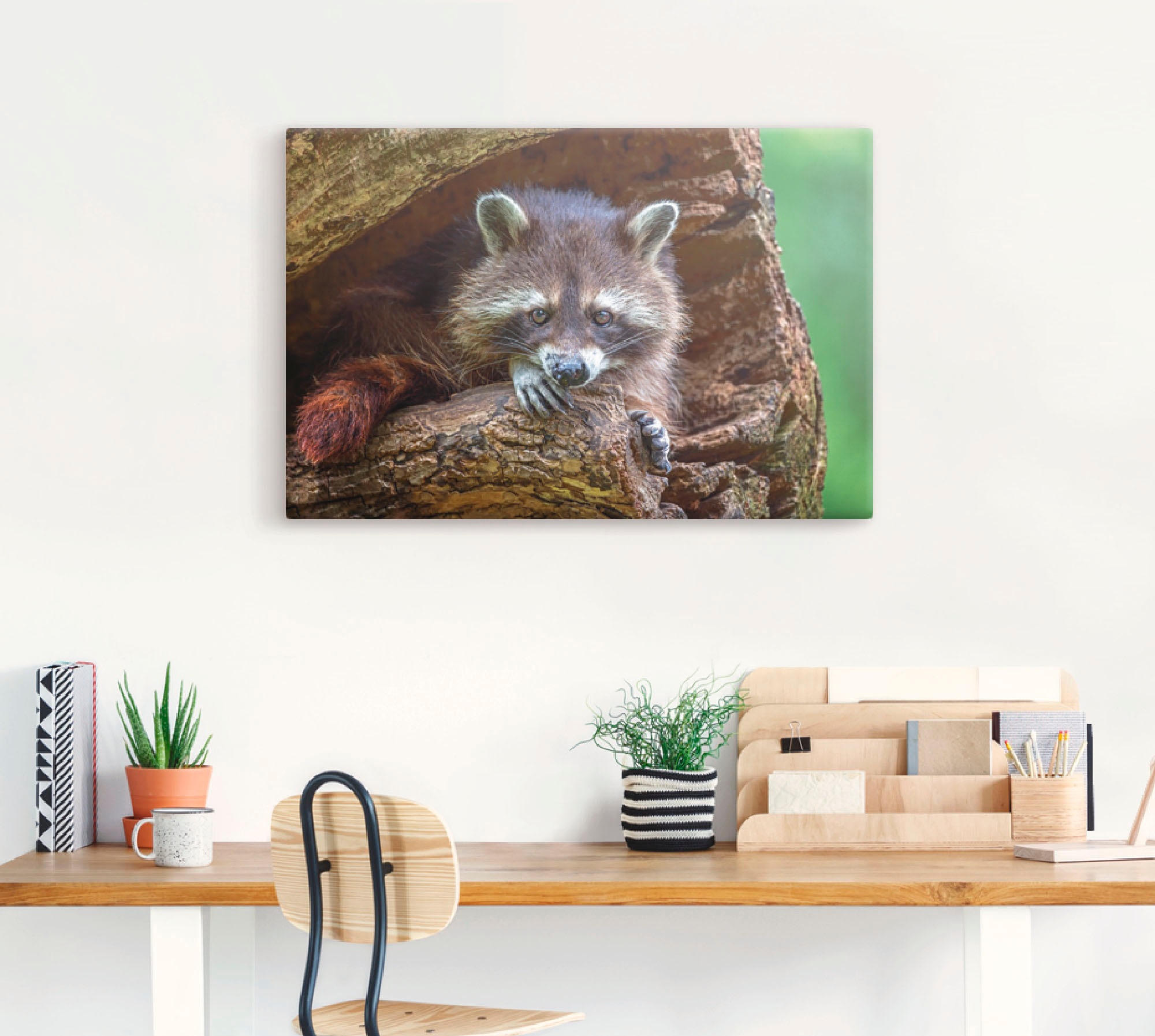 Artland Leinwandbild "Waschbär", Wildtiere, (1 St.), auf Keilrahmen gespann günstig online kaufen