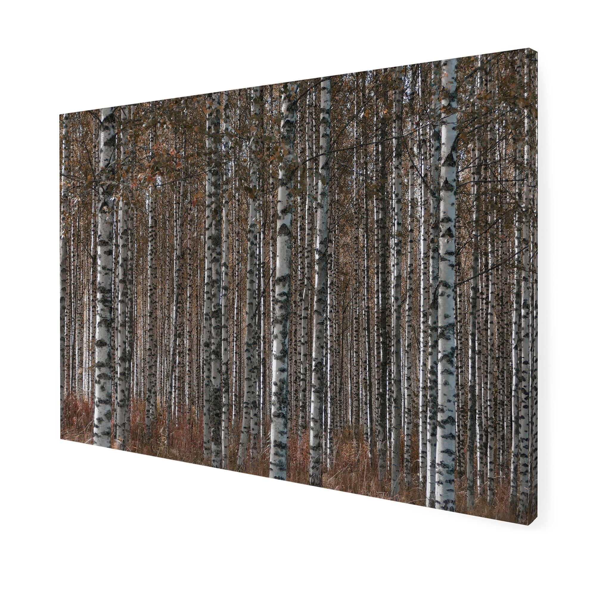 Art for the home Leinwandbild »Outdoor Birkenwald 50x70cm«, (1 St.)