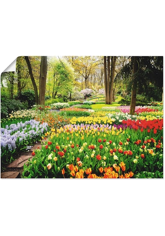 Artland Wandbild »Tulpen Garten Frühling«, Blumenwiese, (1 St.), in vielen Größen &... kaufen