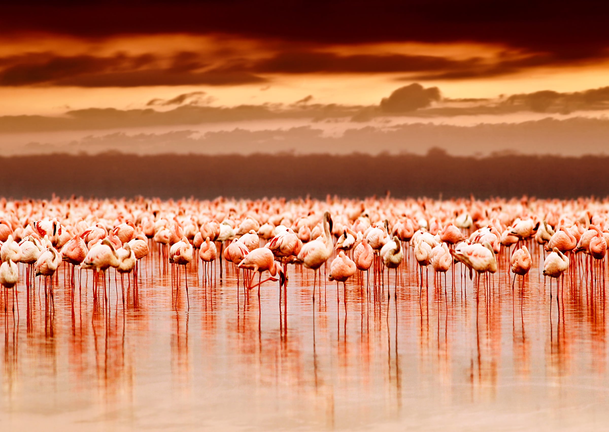Papermoon Fototapete "African Flamingos" glatt