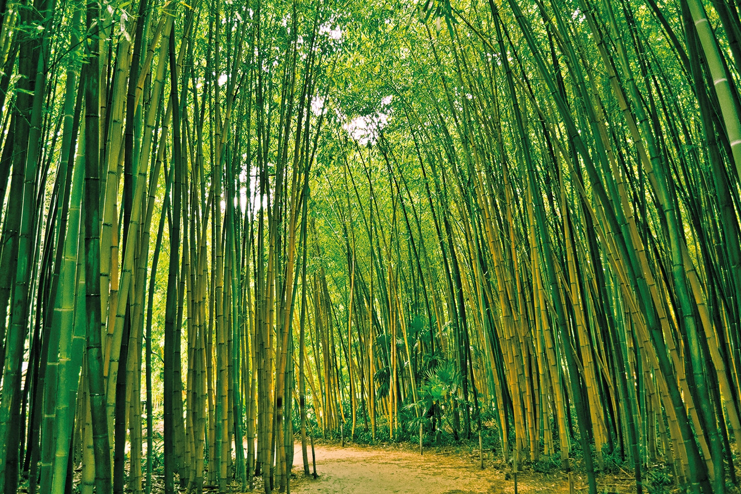 Papermoon Fototapete "Bamboo Forest"
