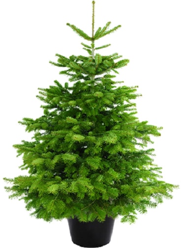 Weihnachtsbaum Guru Echter Weihnachtsbaum »Nordmanntanne im Topf, Weihnachtsdeko«, Nordmanntanne