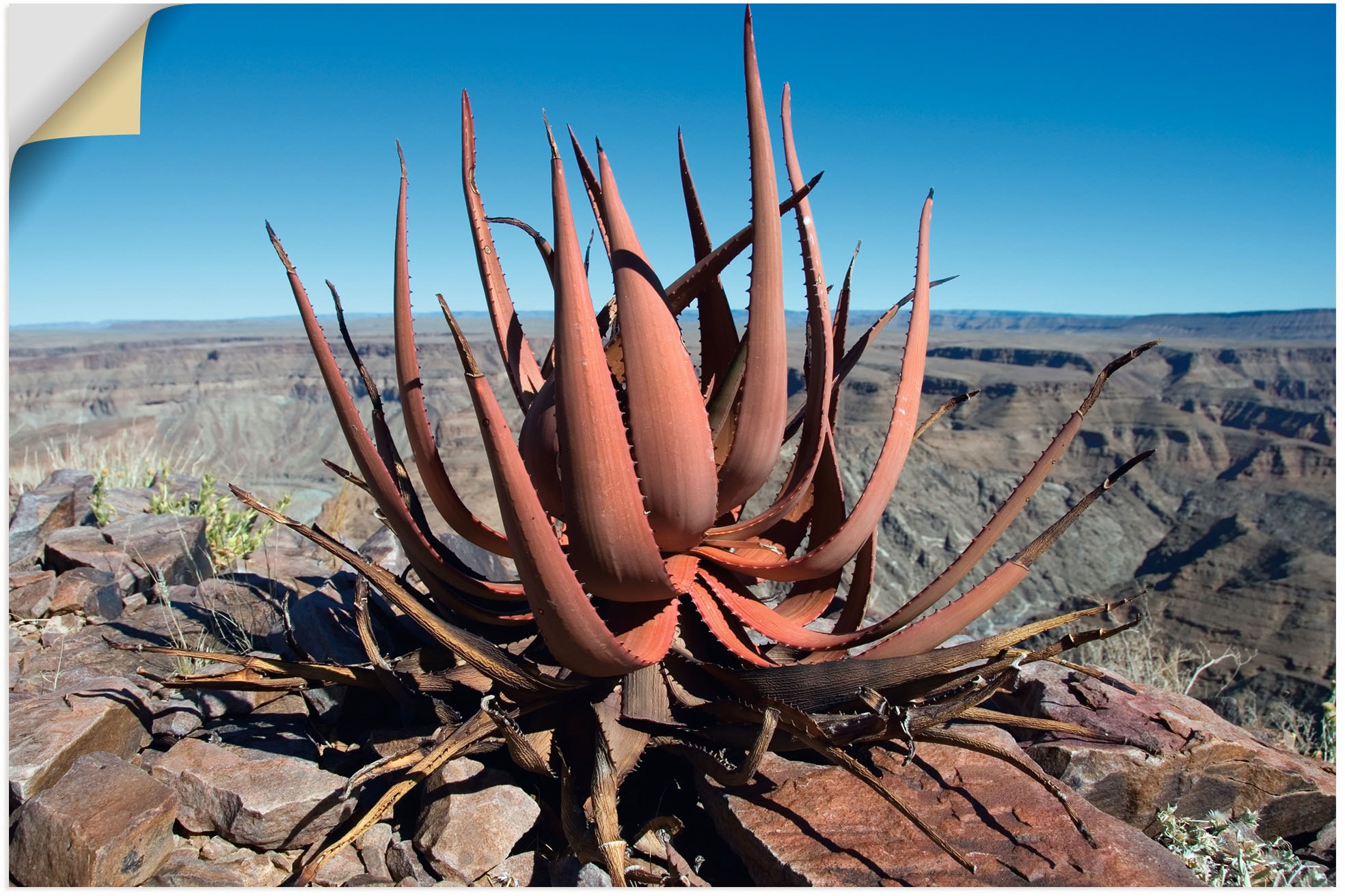 Artland Wandbild »Aloe gariepensis, Sukkulente«, Pflanzenbilder, (1 St.), als Alubild, Leinwandbild, Wandaufkleber oder Poster in versch. Größen