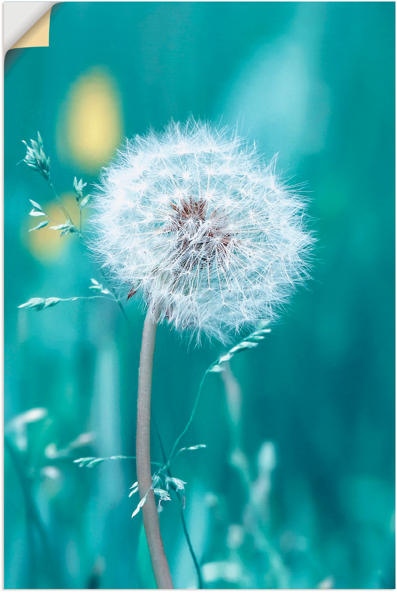 Leinwandbild, | Größen »Pusteblume«, kaufen St.), in Alubild, als Blumen, versch. Artland (1 BAUR Wandaufkleber Wandbild oder Poster