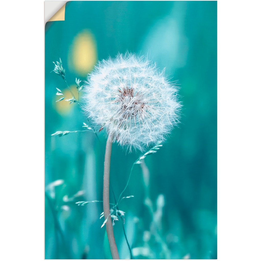 Artland Wandbild »Pusteblume«, Blumen, (1 St.)