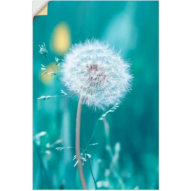 Artland Wandbild »Pusteblume«, Blumen, (1 St.), als Alubild, Leinwandbild,  Wandaufkleber oder Poster in versch. Größen kaufen | BAUR