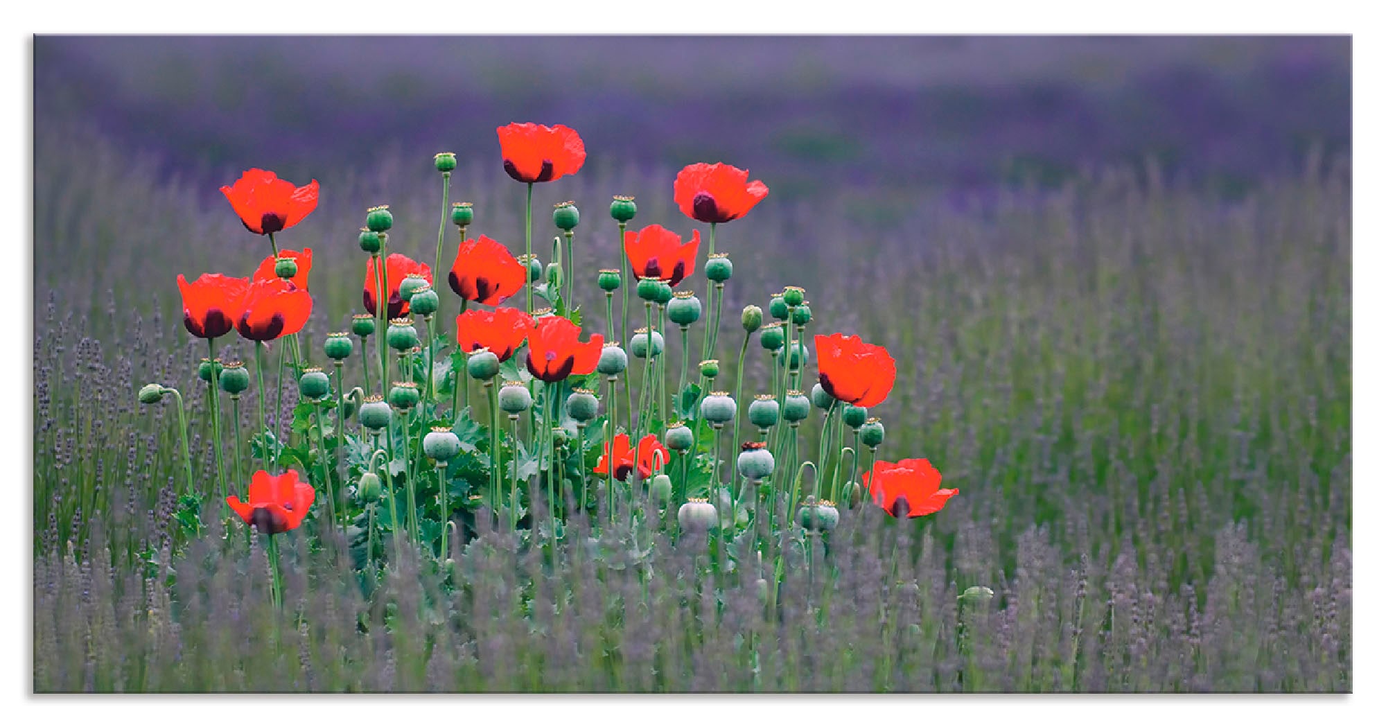 Artland Küchenrückwand "Lavendelfarm in Sequim - Mohnblumen", (1 tlg.), Alu günstig online kaufen