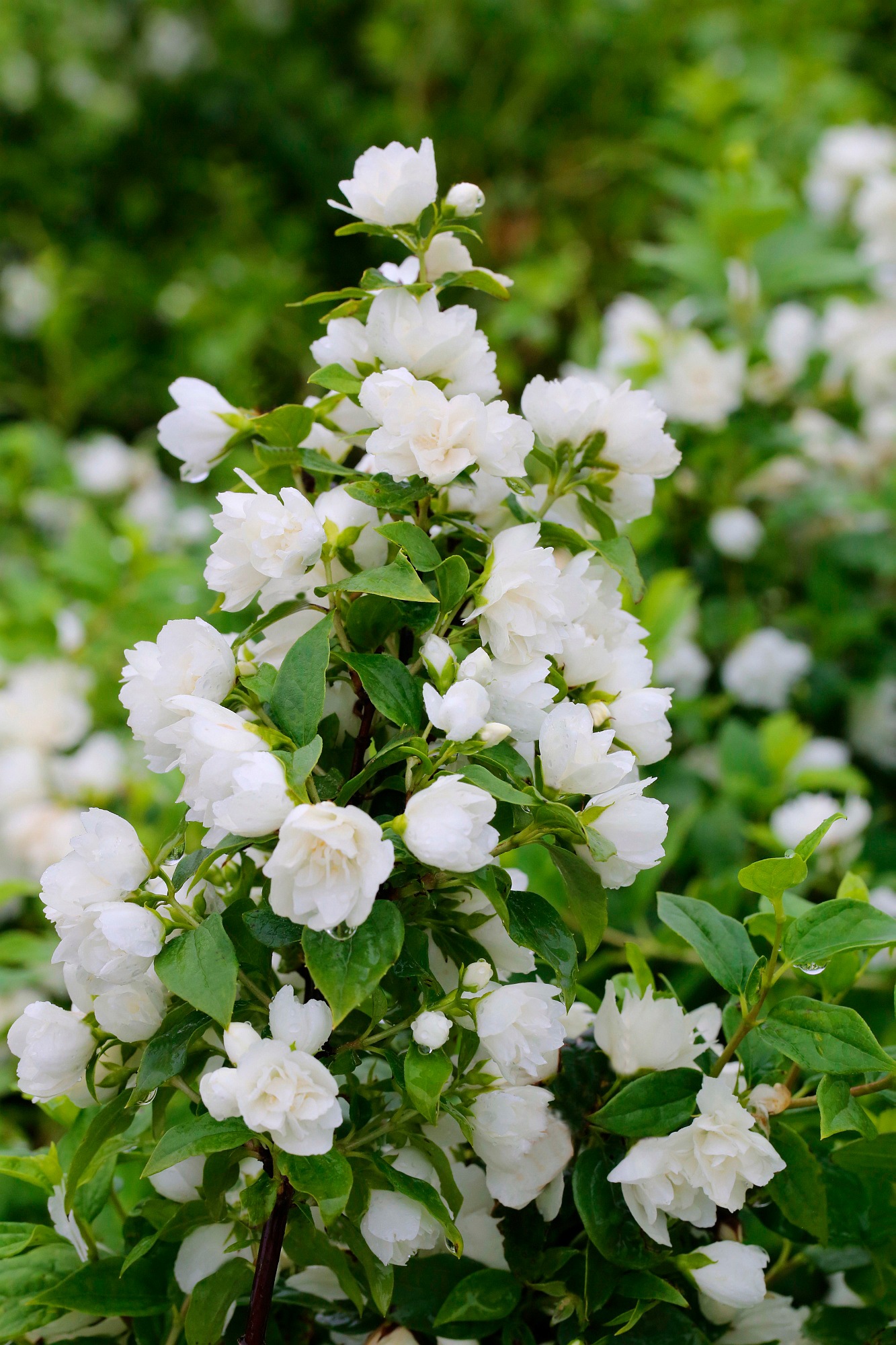 BCM Gehölze »Fl'Aroma 'White Belle' (Pfeifenstrauch)«, (3 St.), Höhe: 30-40 cm, 3... kaufen
