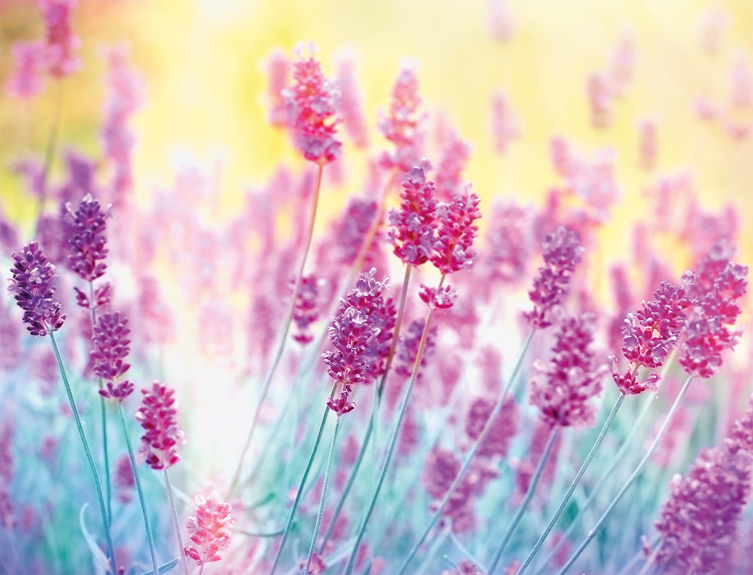 Papermoon Fototapete "Lavender Flower" glatt