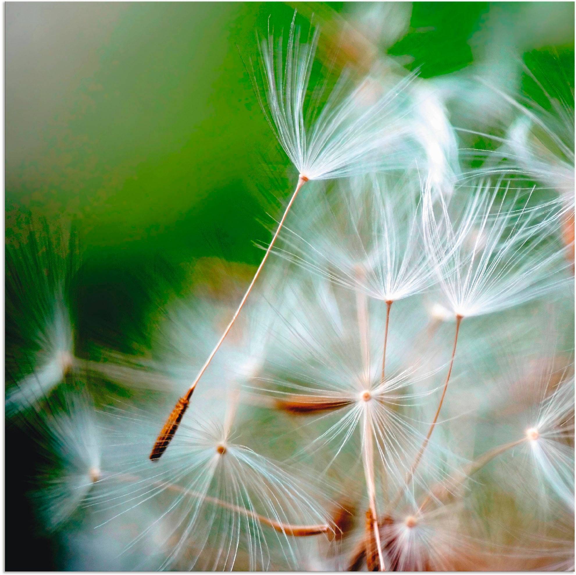 Artland Alu-Dibond-Druck "Pusteblume kuschelweich", Blumen, (1 St.), für Innen- und Außenbereich geeignet, Outdoorbild