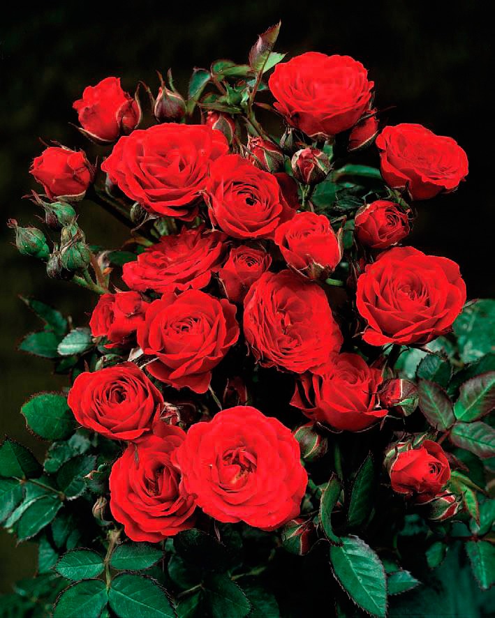 BCM Beetpflanze »Rose Europeana«, (1 St.) kaufen