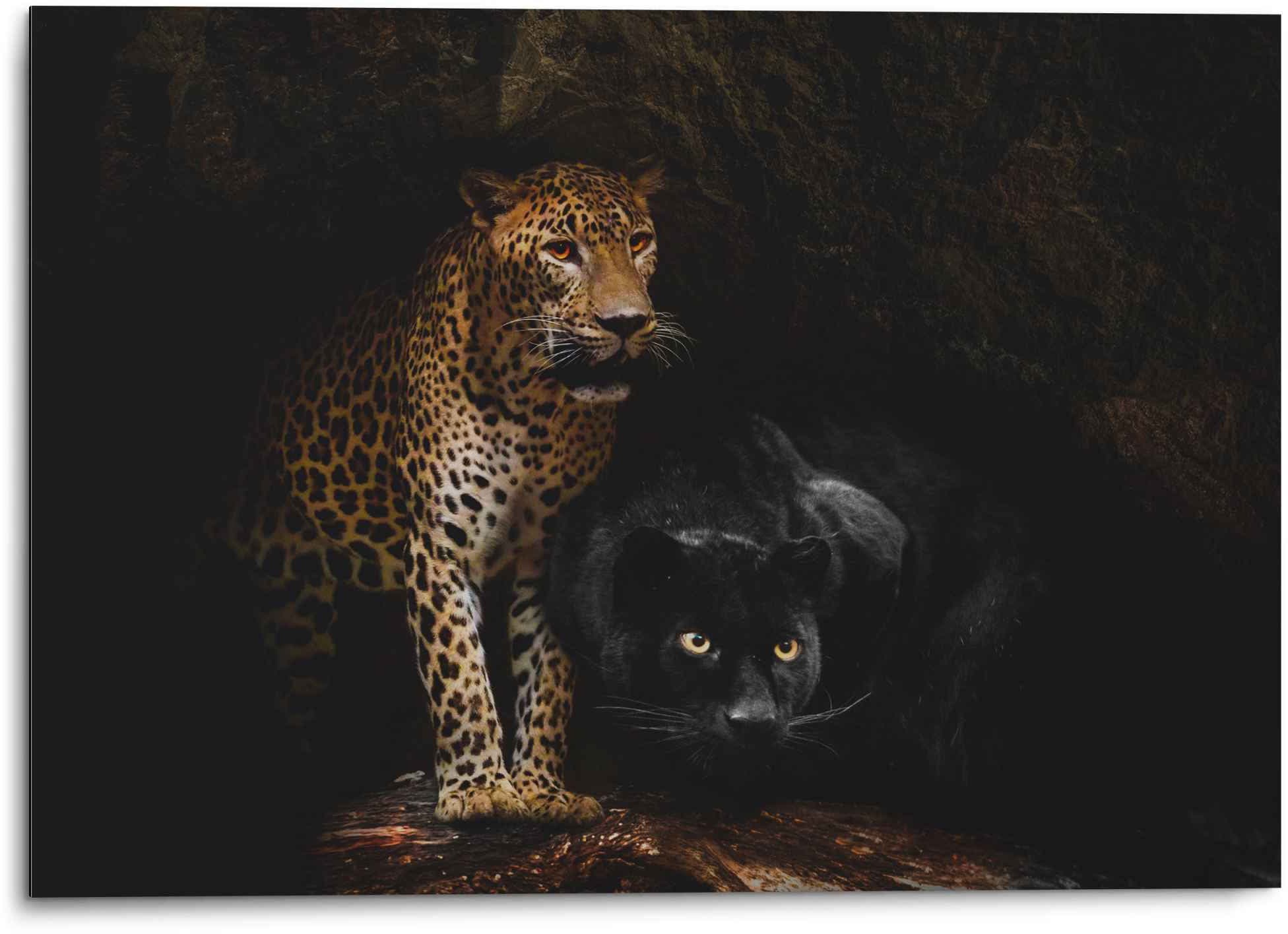 Reinders Wandbild "Aluminium Wandbild Raubtiere Panther - Cougar - Katzen - Höhle", Wildtiere, (1 St.)