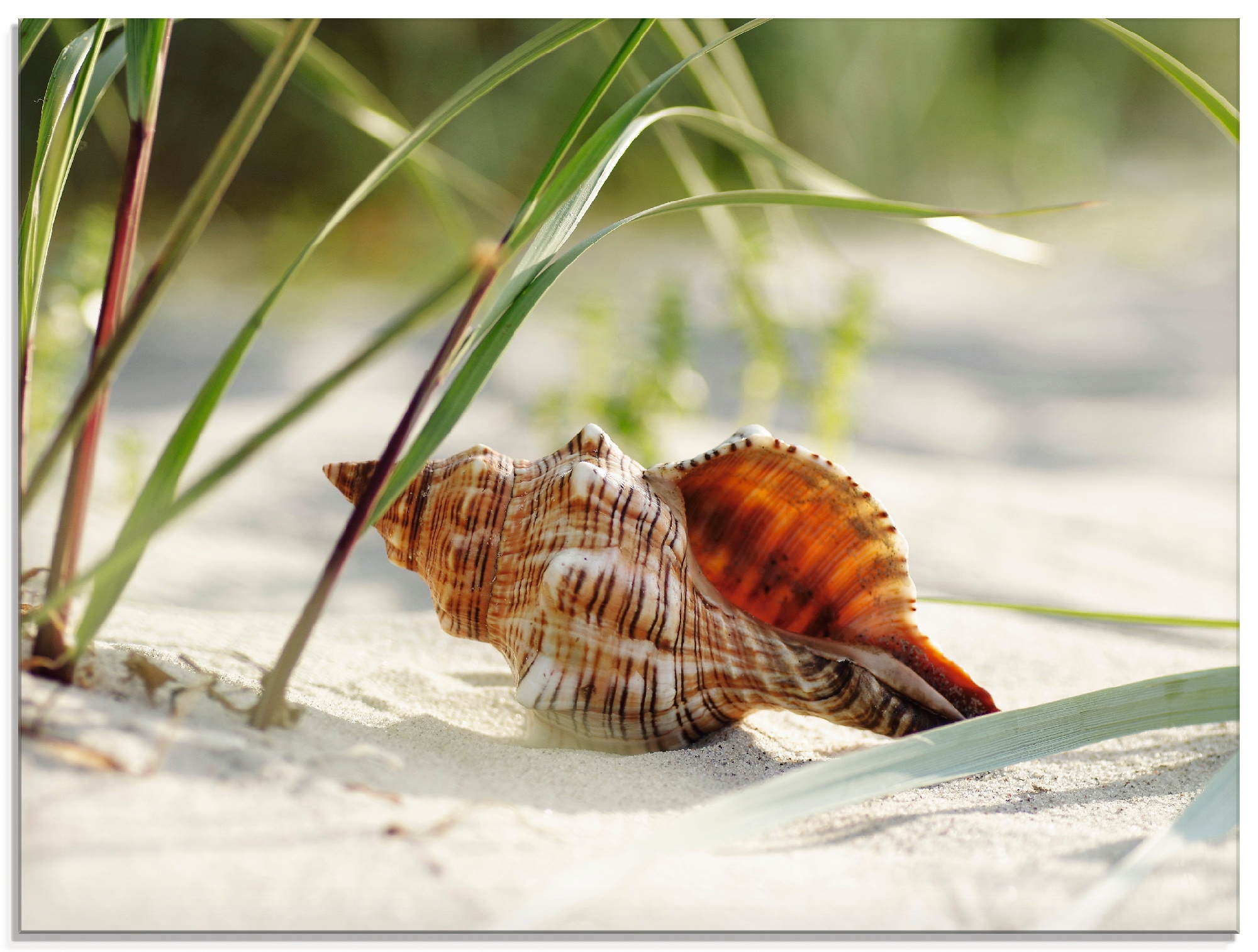 Glasbild »Große Muschel am Strand«, Wassertiere, (1 St.), in verschiedenen Größen