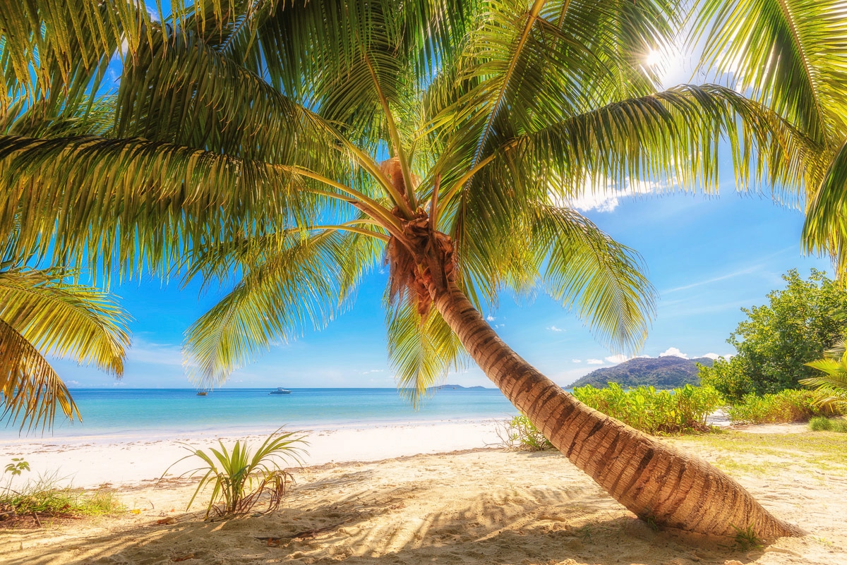 Papermoon Fototapete "Palme am Strand"