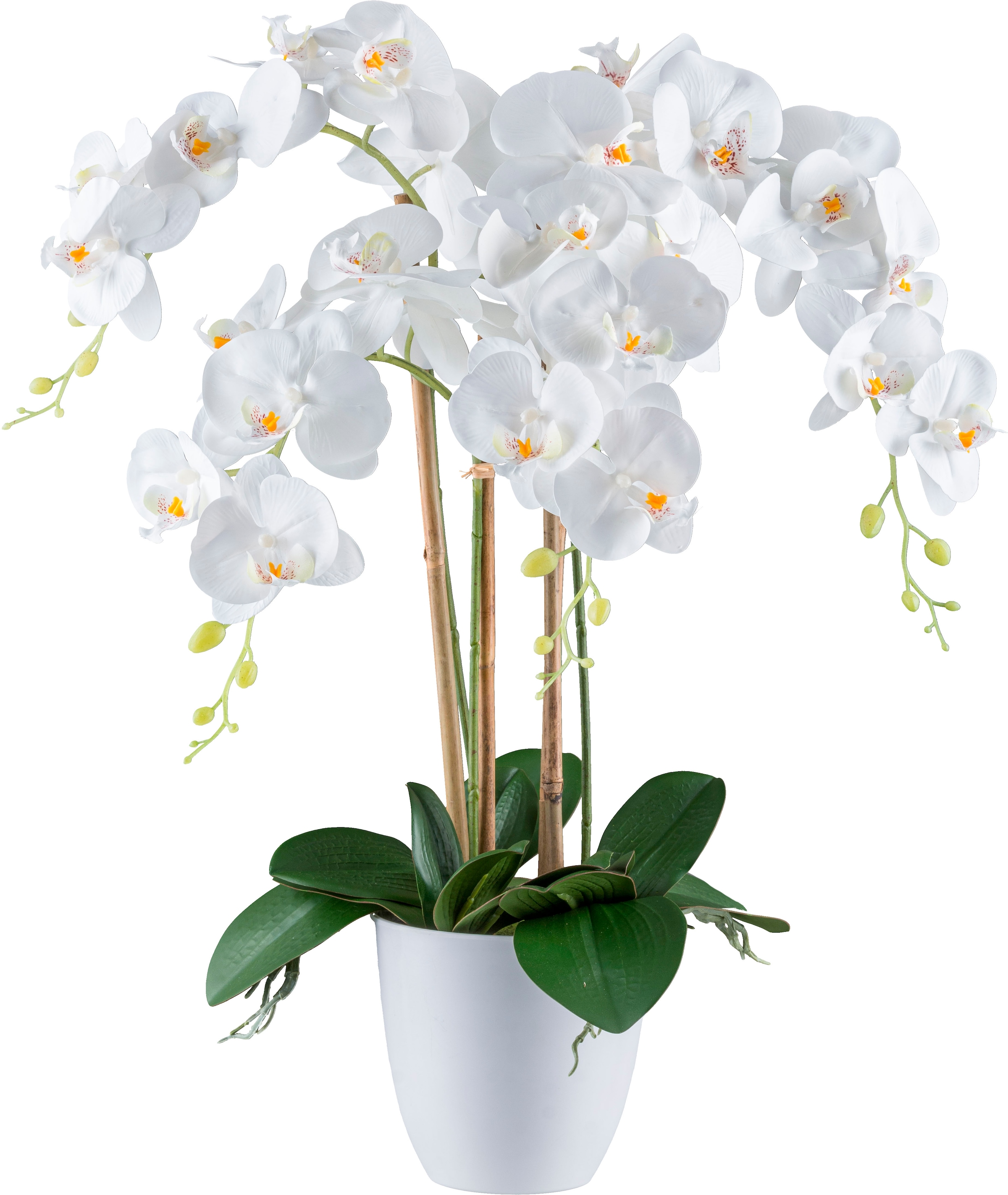 Creativ green Kunstorchidee »Orchidee Phalaenopsis« mit real-touch-Blüten