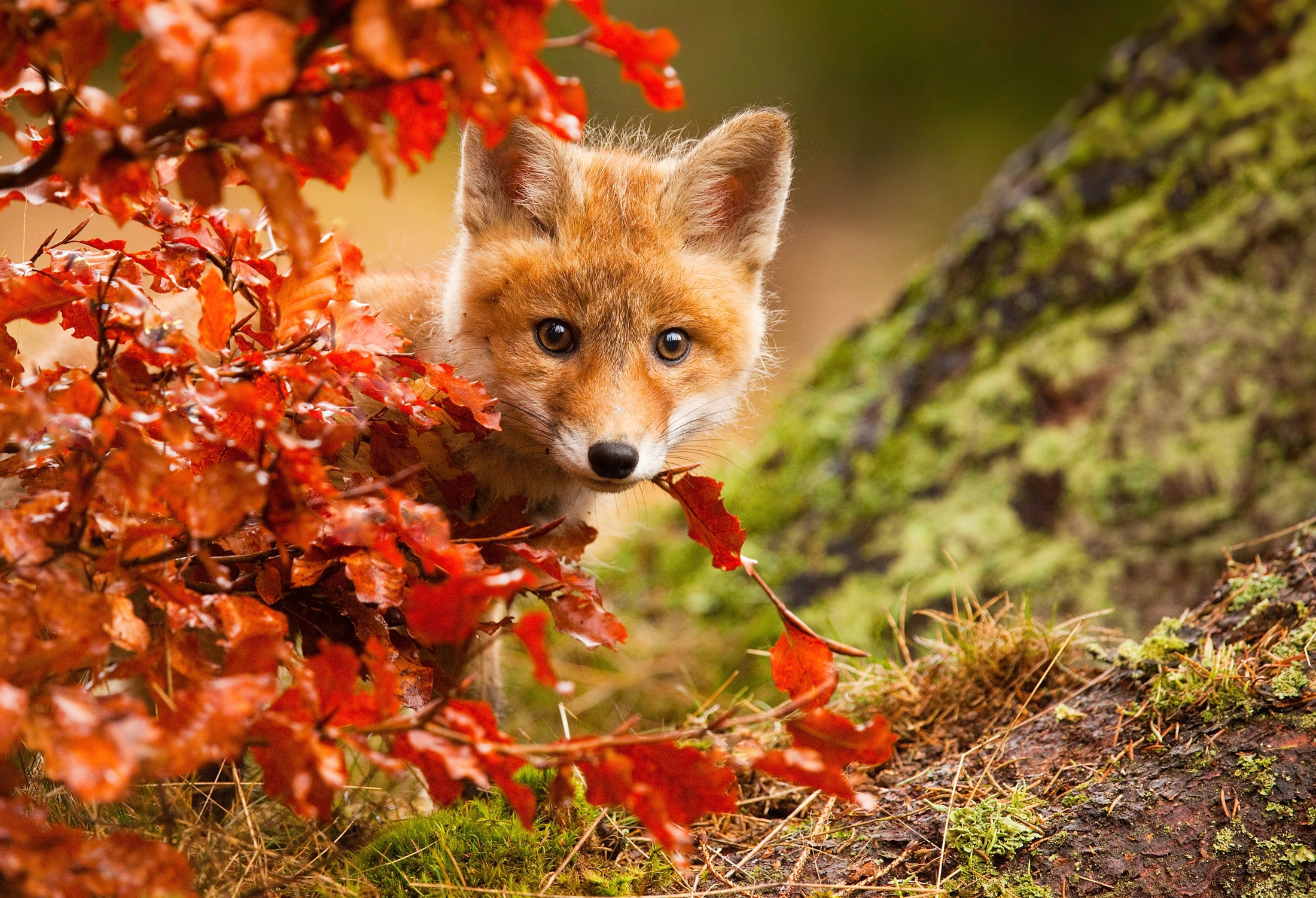 Papermoon Fototapete »Photo-Art ROBERT ADAMEC, FUCHS«