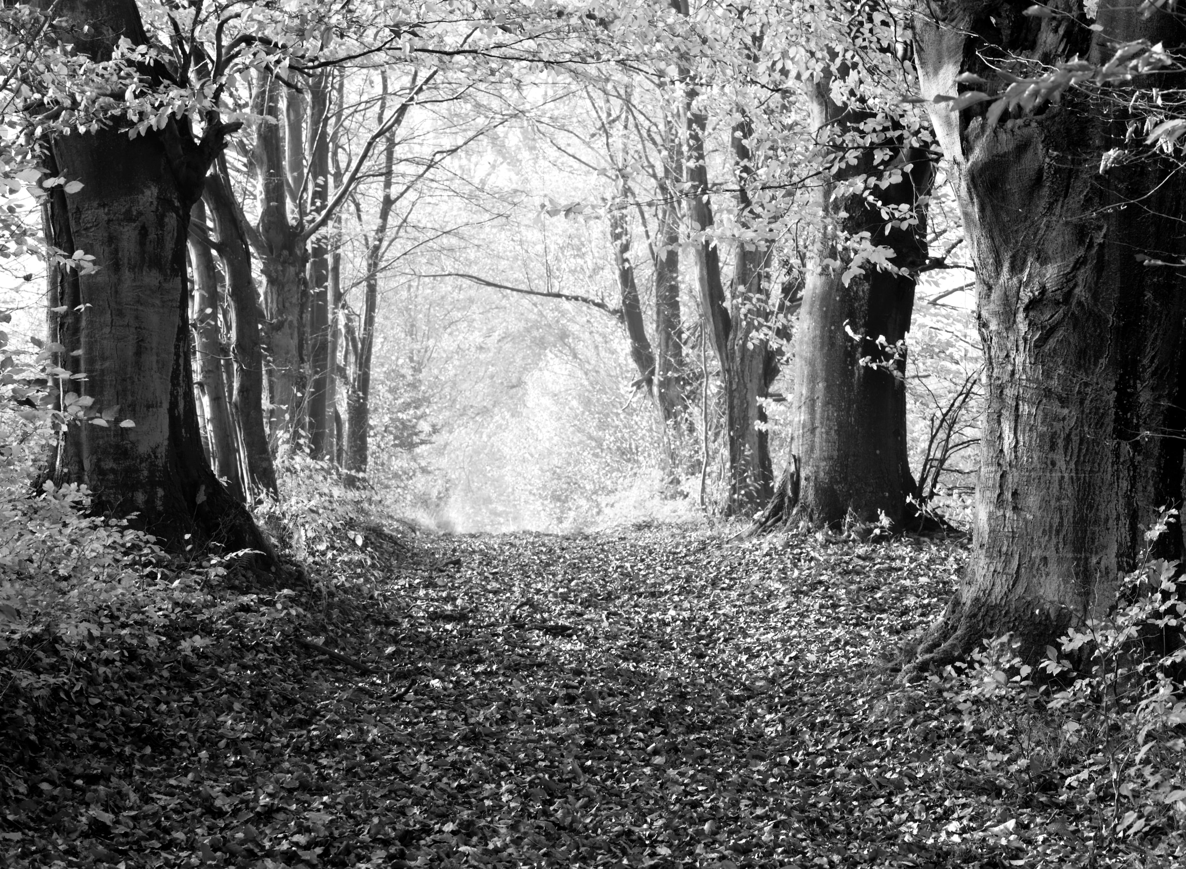 Papermoon Fototapete "Wald Schwarz & Weiß"