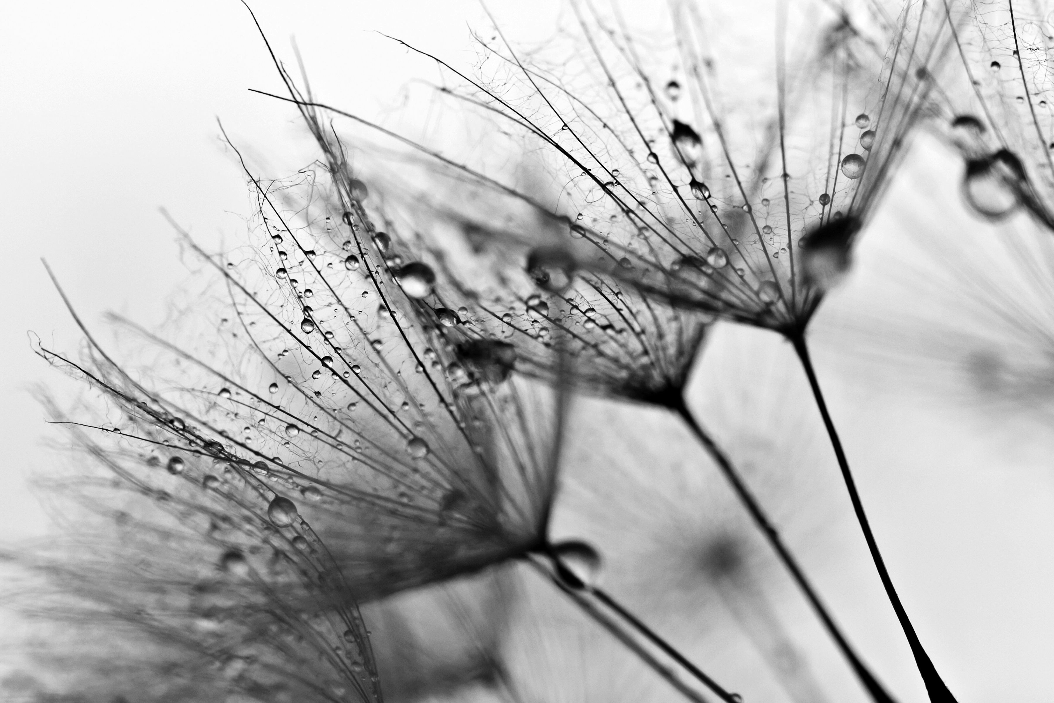 Papermoon Fototapete "Blumen Schwarz & Weiß"