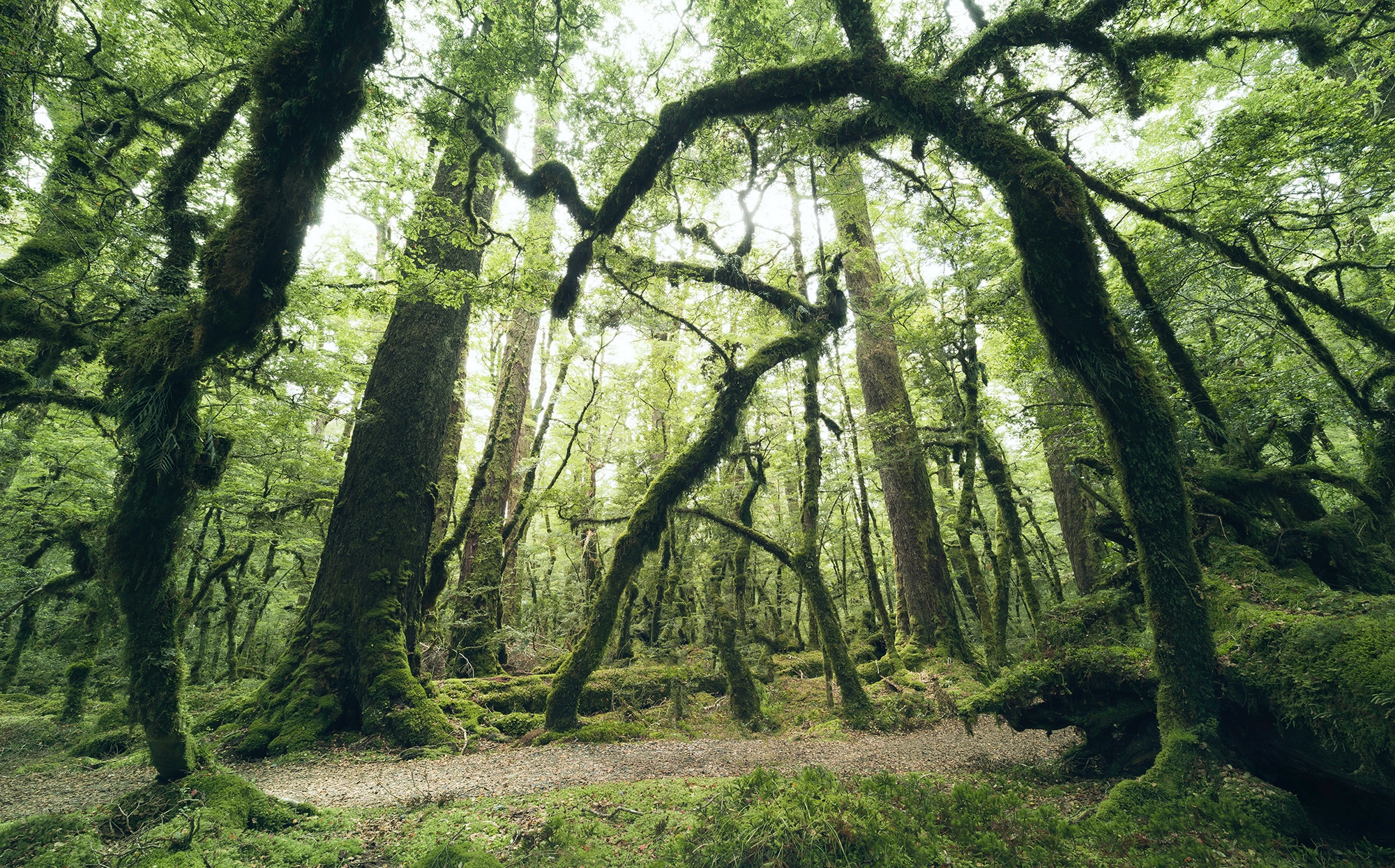 Komar Vliestapete »Ancient Green«, 450x280 | Höhe), kaufen Wohnzimmer, cm (Breite x BAUR Schlafzimmer