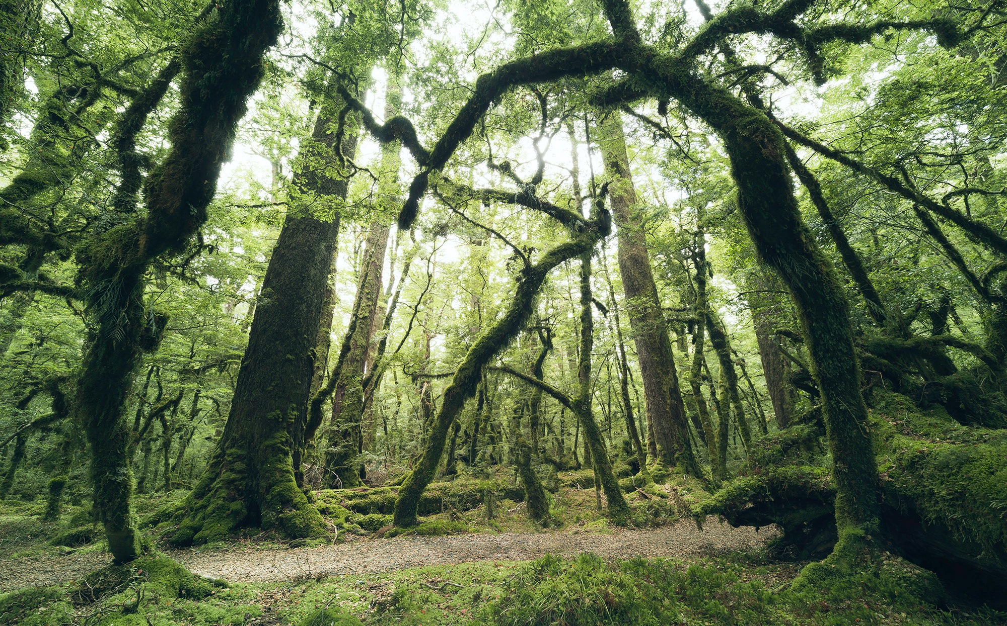 Komar Vliestapete "Ancient Green", 450x280 cm (Breite x Höhe), Wohnzimmer, Schlafzimmer