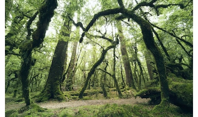 Komar Vliestapete »Nature«, 368x248 cm (Breite x Höhe), inklusive Kleister  bestellen | BAUR