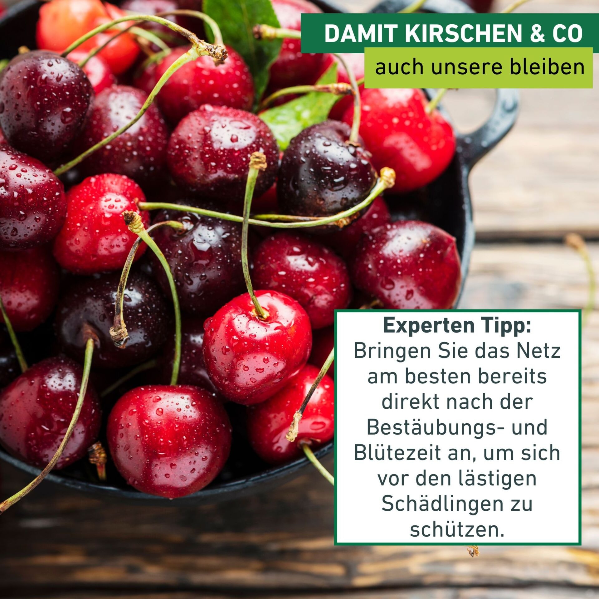 Windhager Schädlingsschutznetz »zum Schutz vor Kirschessigfliegen und Vögeln« 1 Stk. tlg. Insektenschutz-Netz UV-stabilisiert, Obstbaumnetz 4 x 5 m, weiß