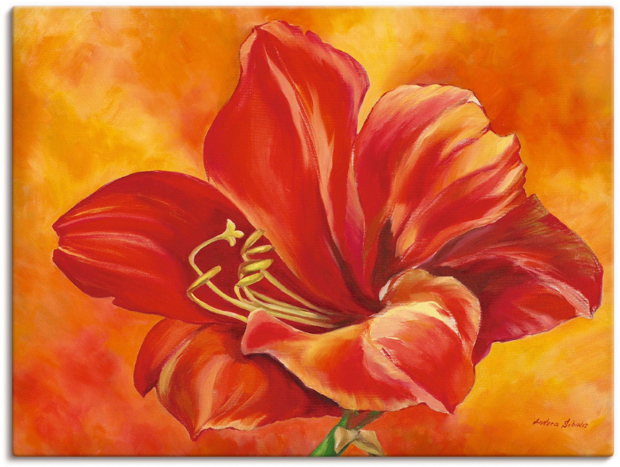 Artland Wandbild »Amaryllis«, Blumen, (1 St.), als Leinwandbild, Poster in verschied. Größen