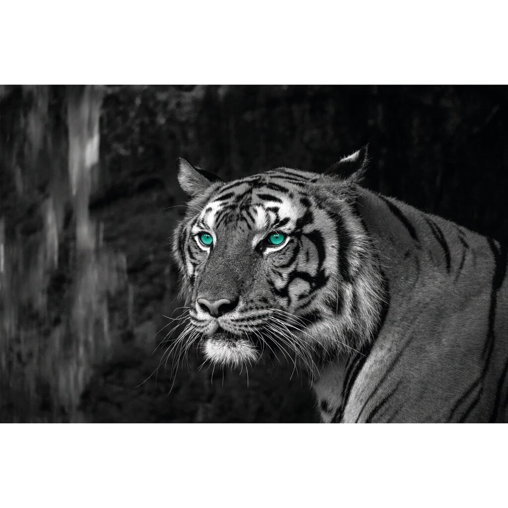 Bönninghoff Leinwandbild »Blue Eyed Tiger«, (1 St.)