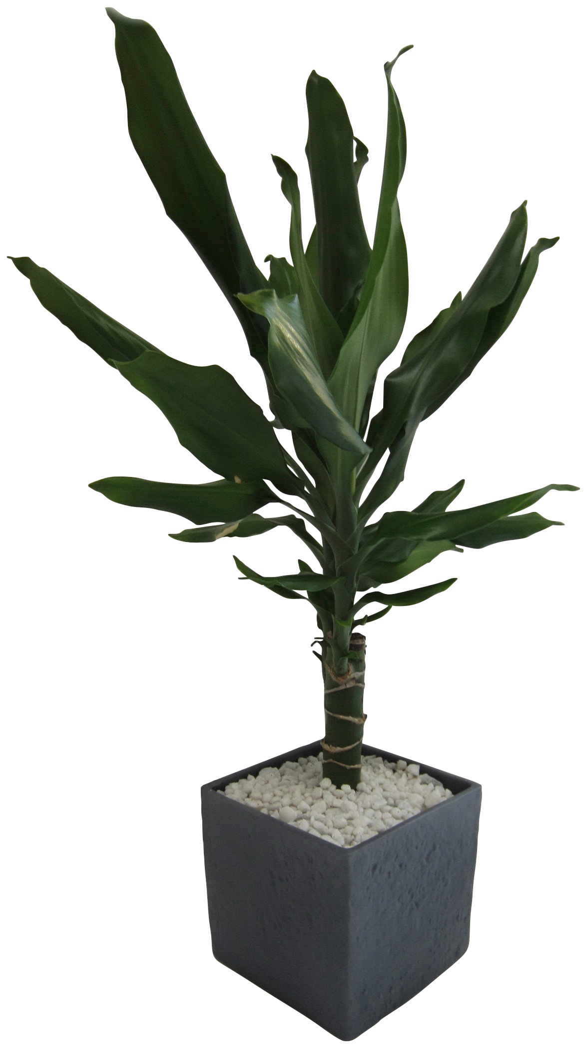 Dominik Zimmerpflanze »Drazene«, (1 St.), Höhe: 30 cm, 1 Pflanze im Dekotopf kaufen