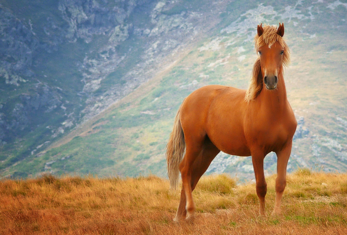 Papermoon "Pferd"