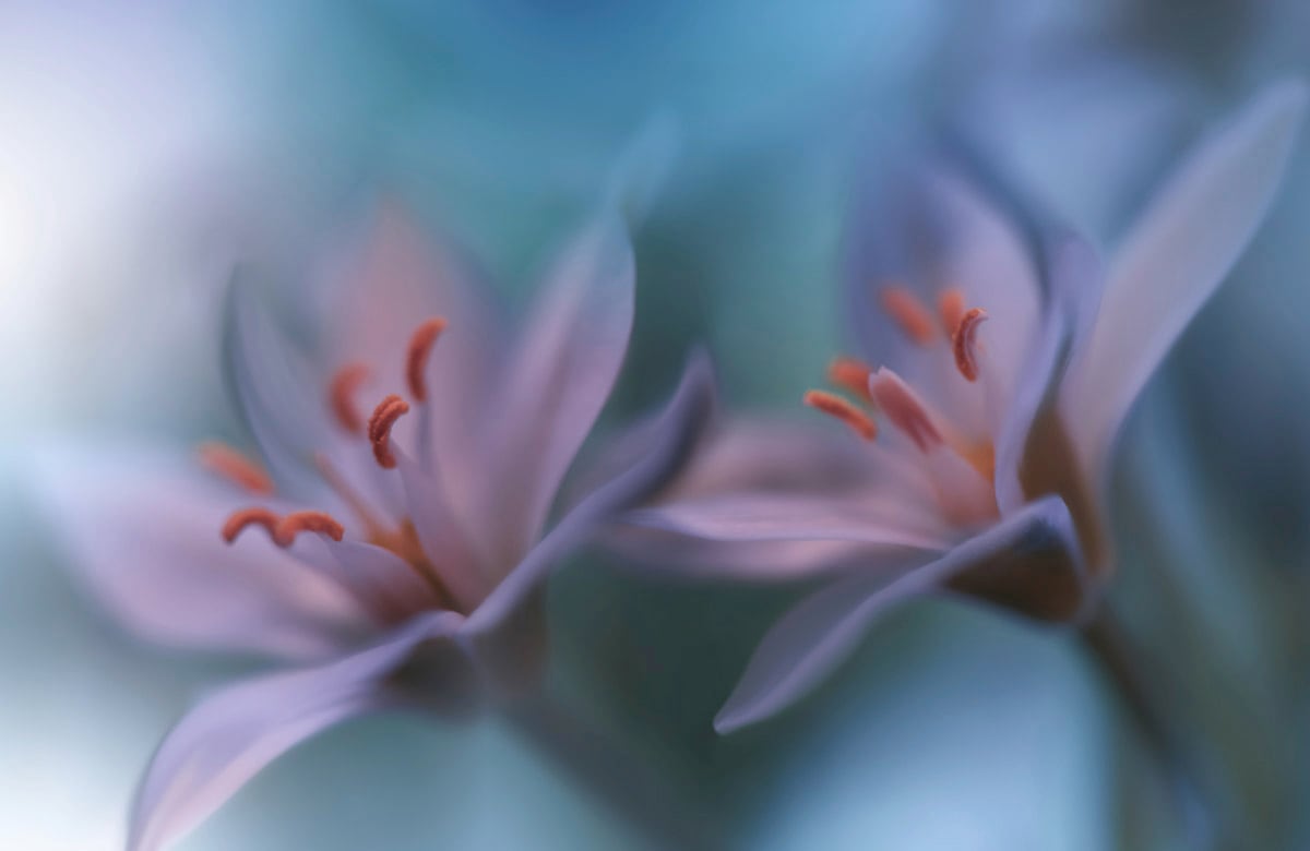 Papermoon Fototapete "Zen Wassertropfen mit Blume Makro"