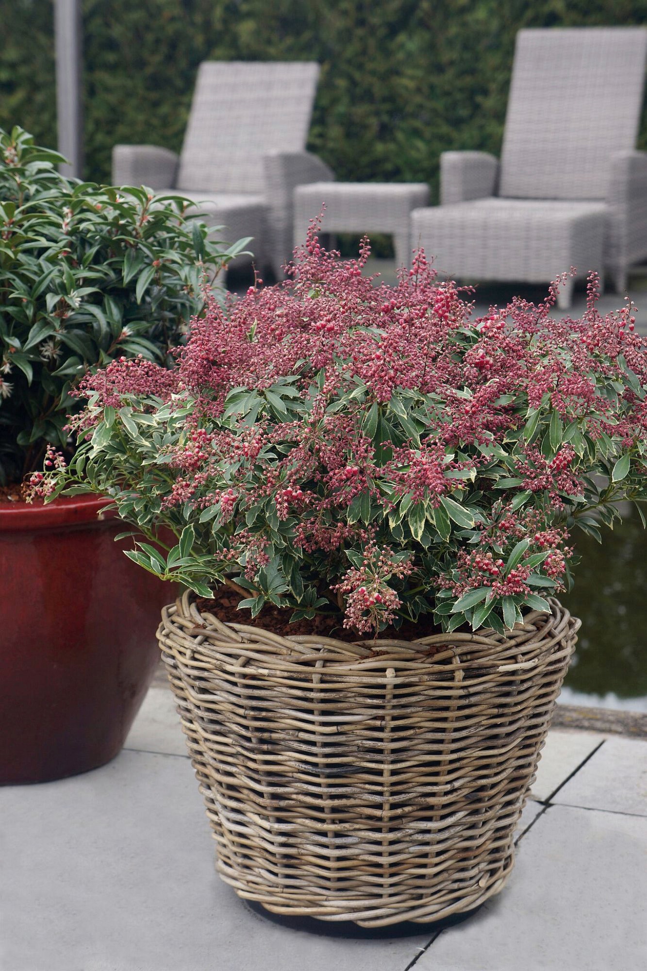 BCM Gehölze »Lavendelheide 'Polar Passion'«, (2 St.), Höhe: 25-30 cm, 2 Pflanzen kaufen
