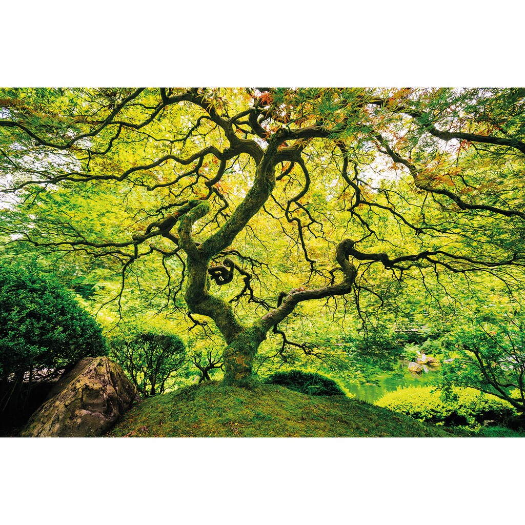 Papermoon Fototapete »Japanese Maple Tree«