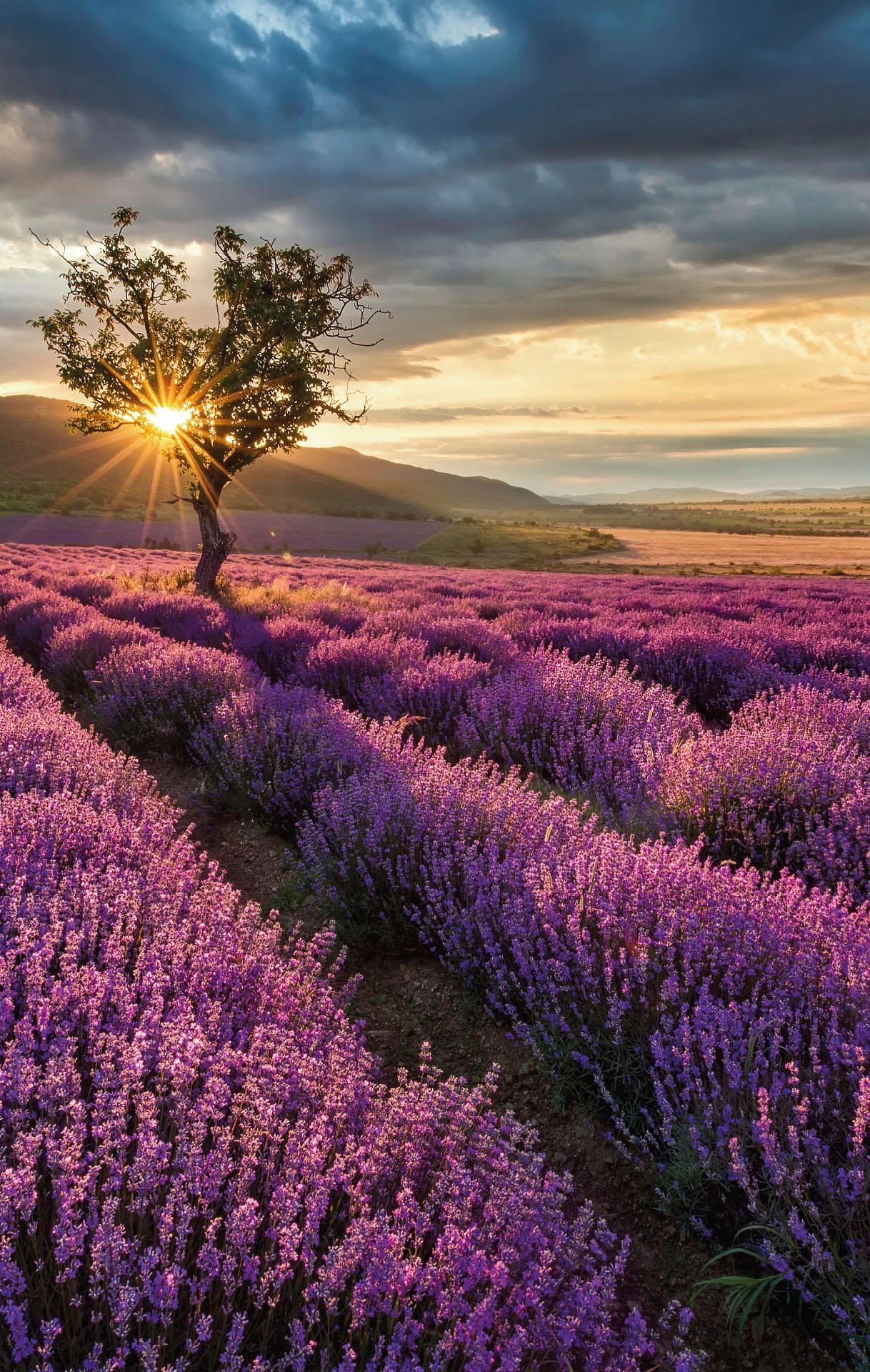 Provence« in »Lavendelblüte der Wall-Art bestellen online | BAUR Vliestapete
