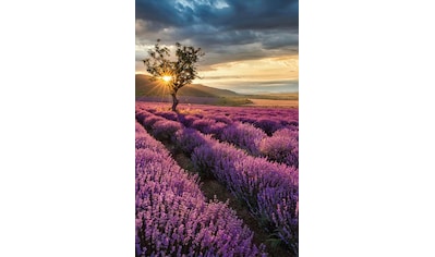 Vliestapete »Lavendelblüte in der Provence«