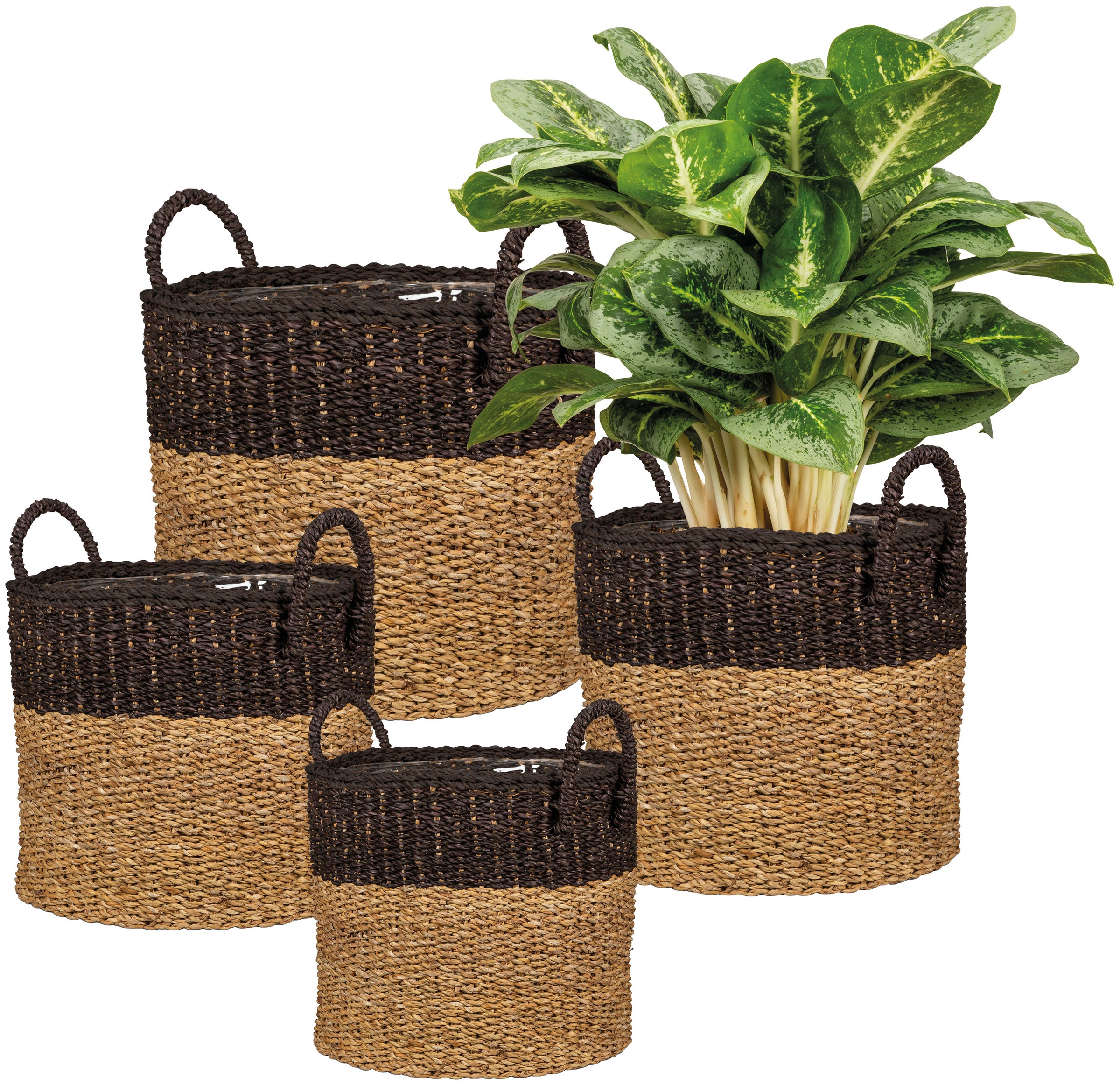 Scheurich Blumentopf »nut brown 23/516«