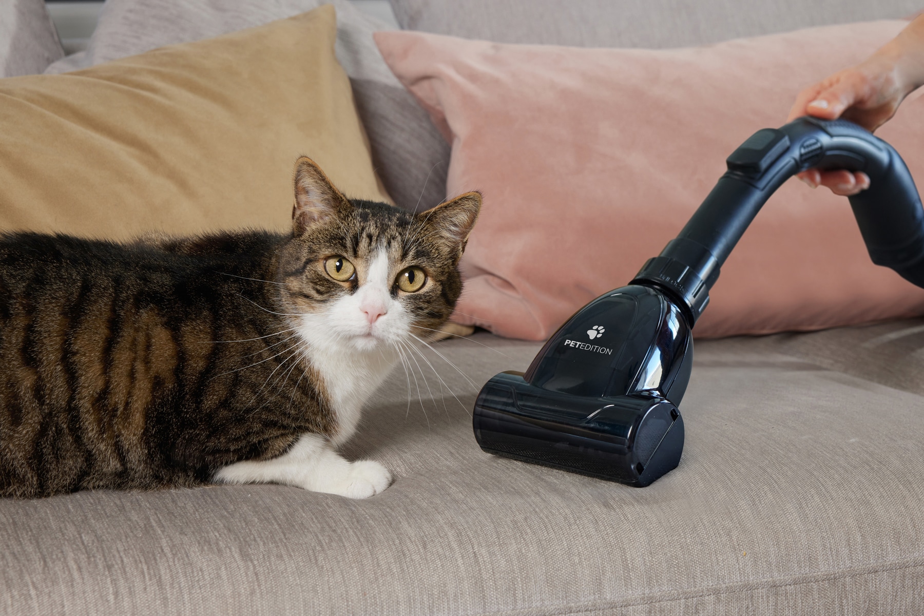 Hisense Bodenstaubsauger »G-FORCEAIR PET VCE08GAPGOCY«, 850 W, beutellos