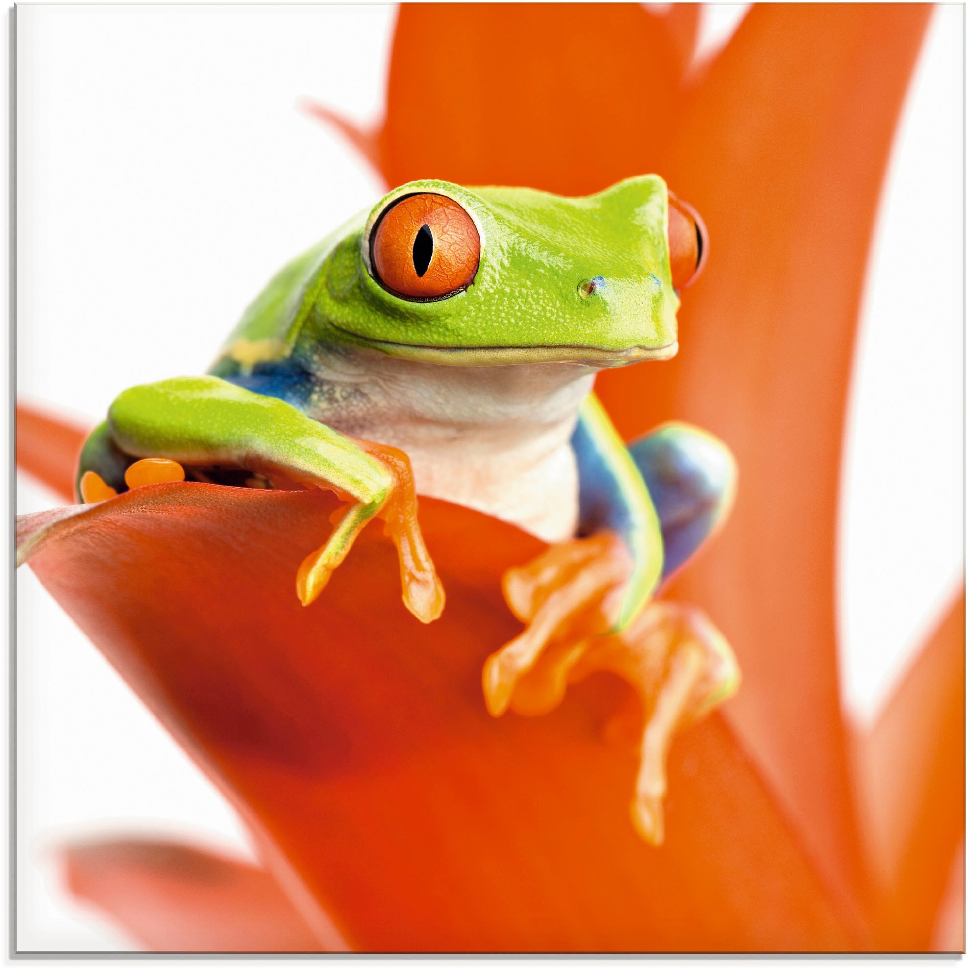 Artland Glasbild "Frosch auf seinem Thron", Wassertiere, (1 St.), in verschiedenen Größen