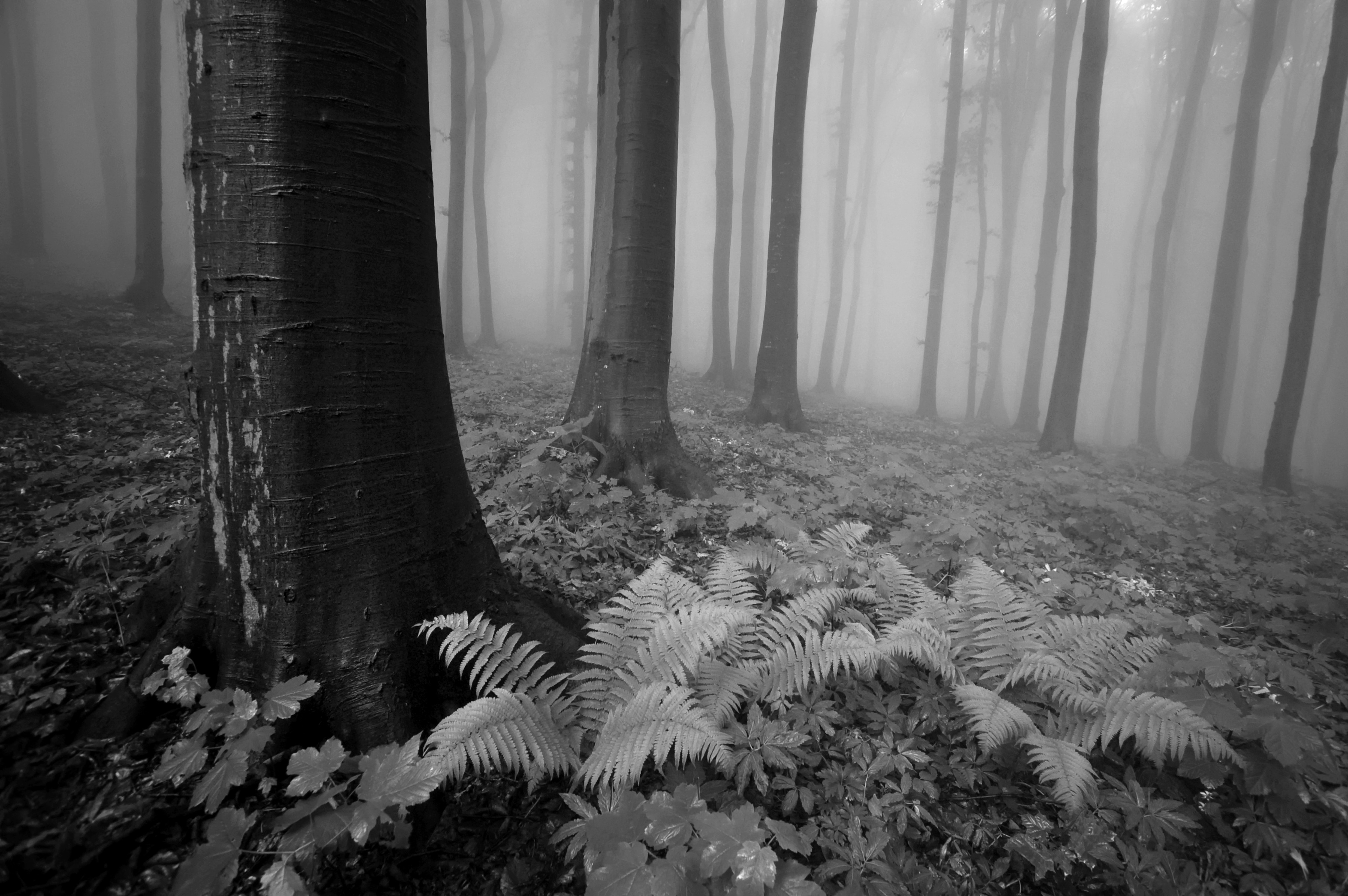 Papermoon Fototapete "Wald Schwarz & Weiß"